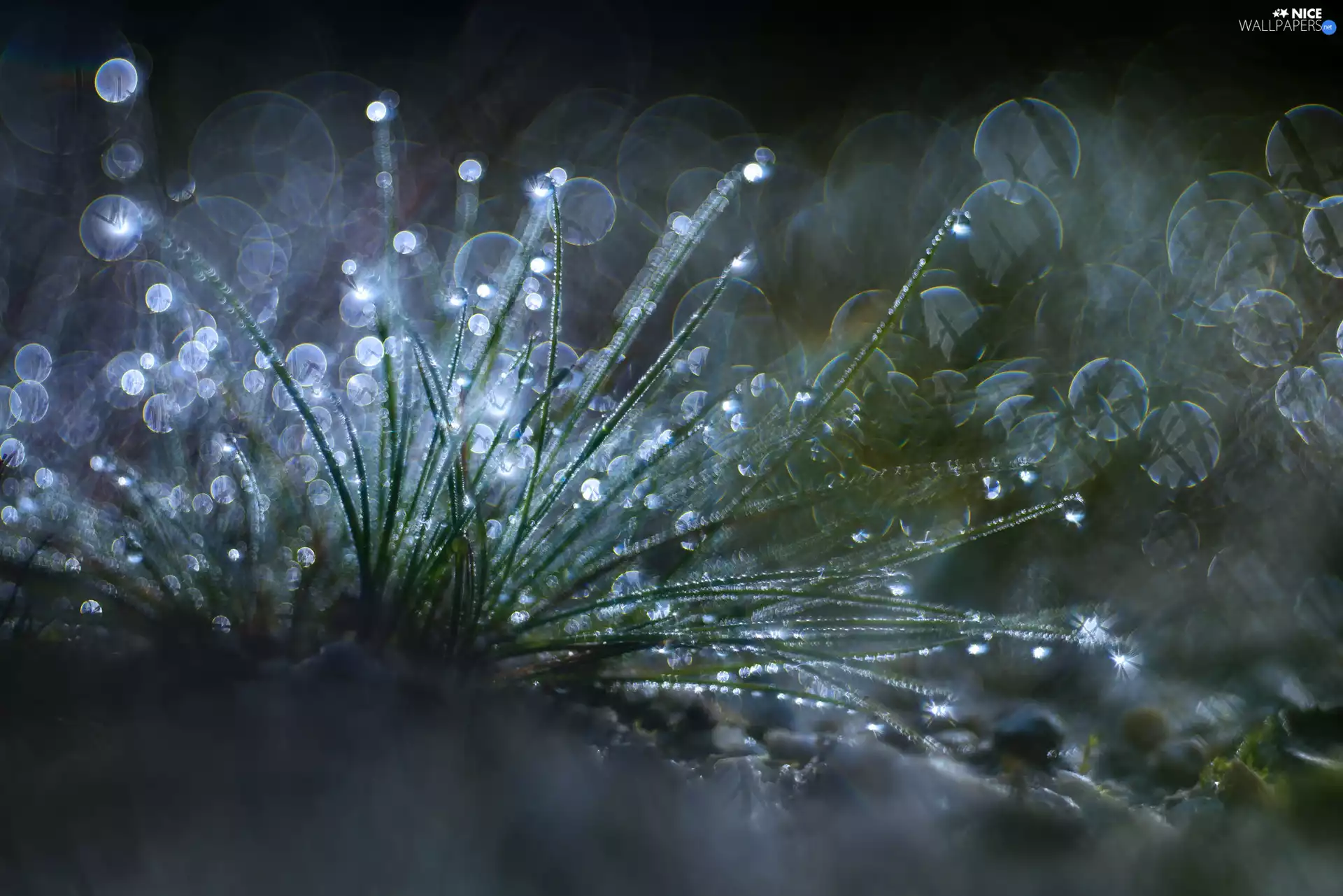 fuzzy, background, drops, Close, grass