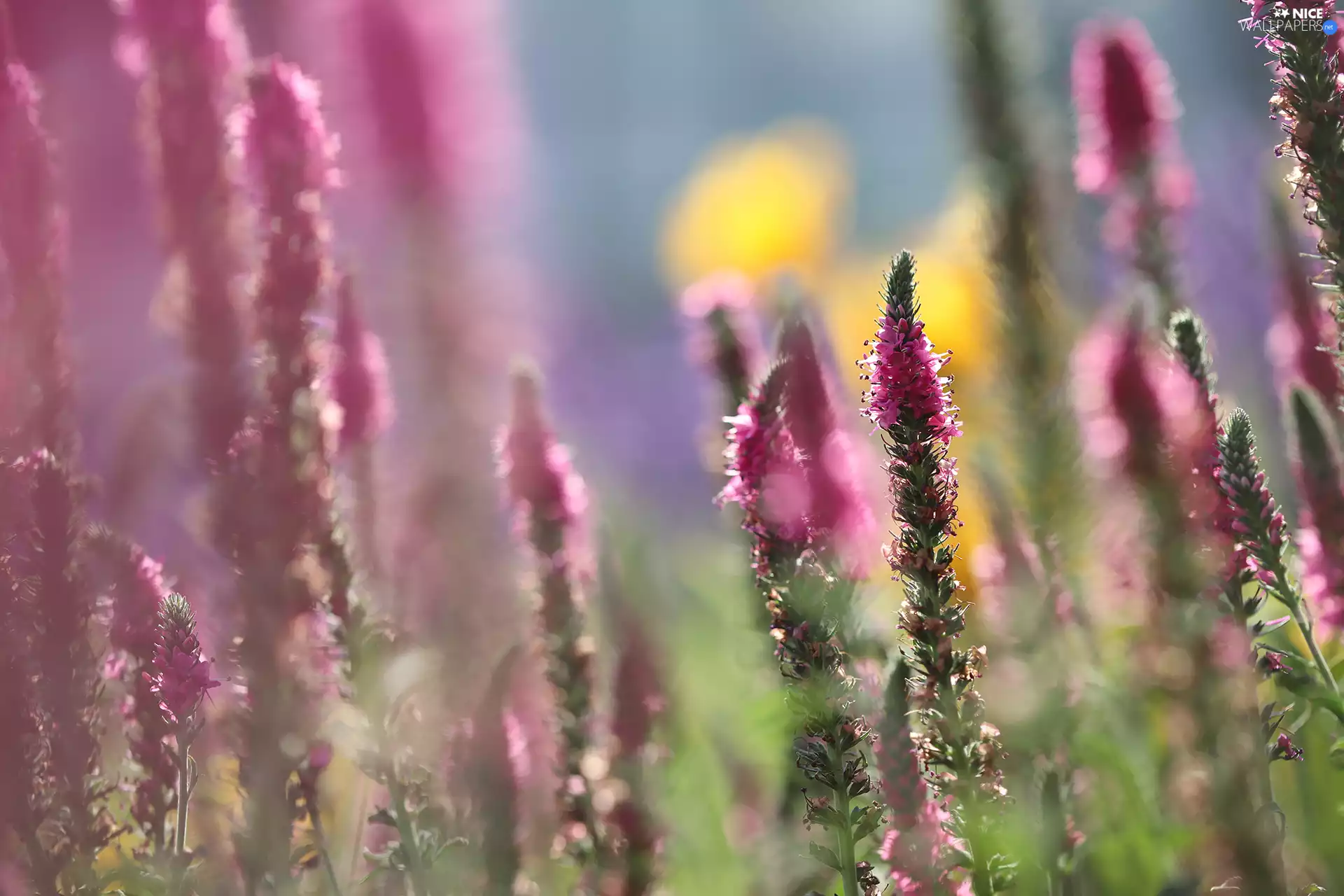 Pink, Close, blurry background, Colourfull Flowers