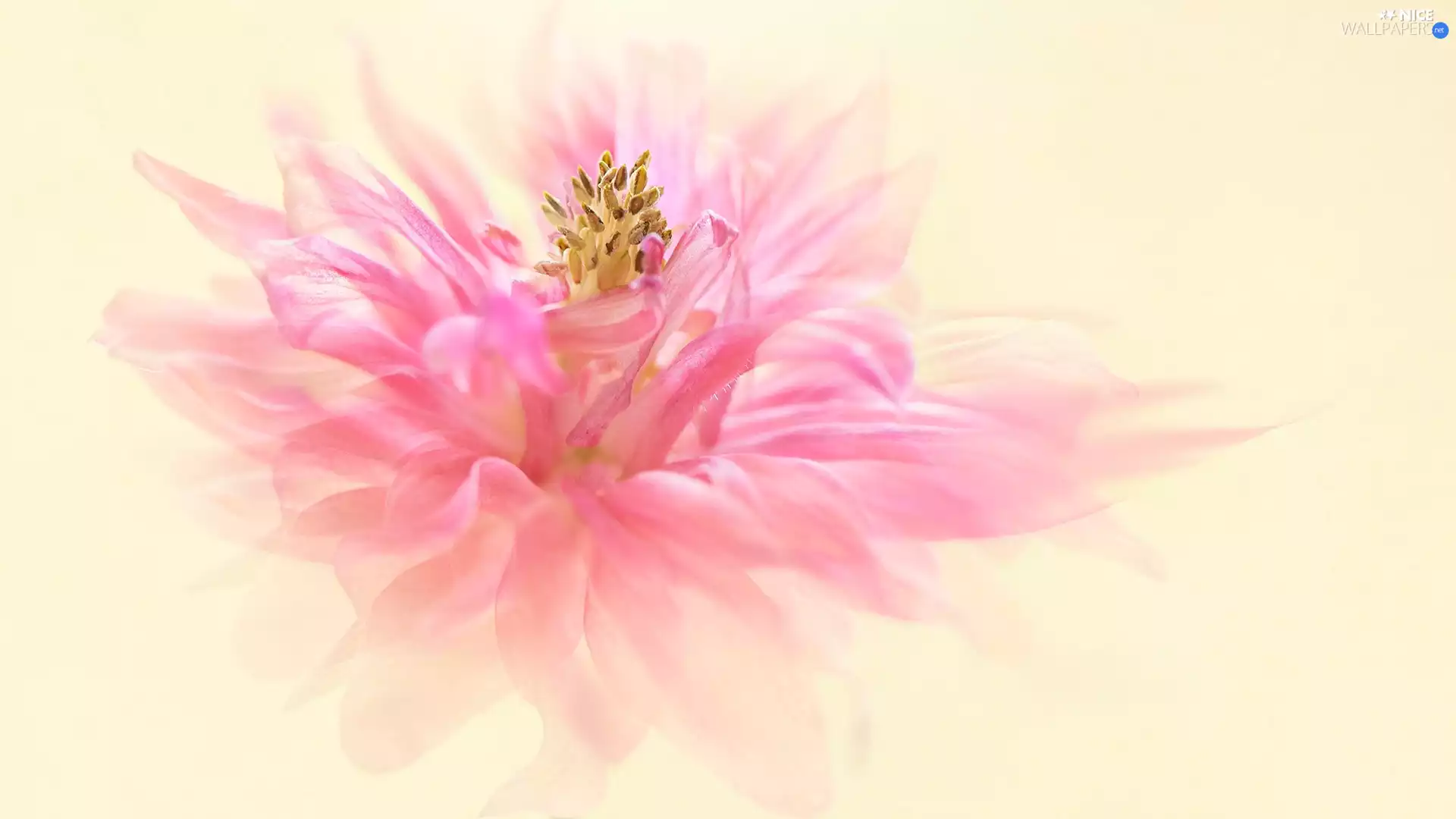 Pink, Close, bright background, Colourfull Flowers