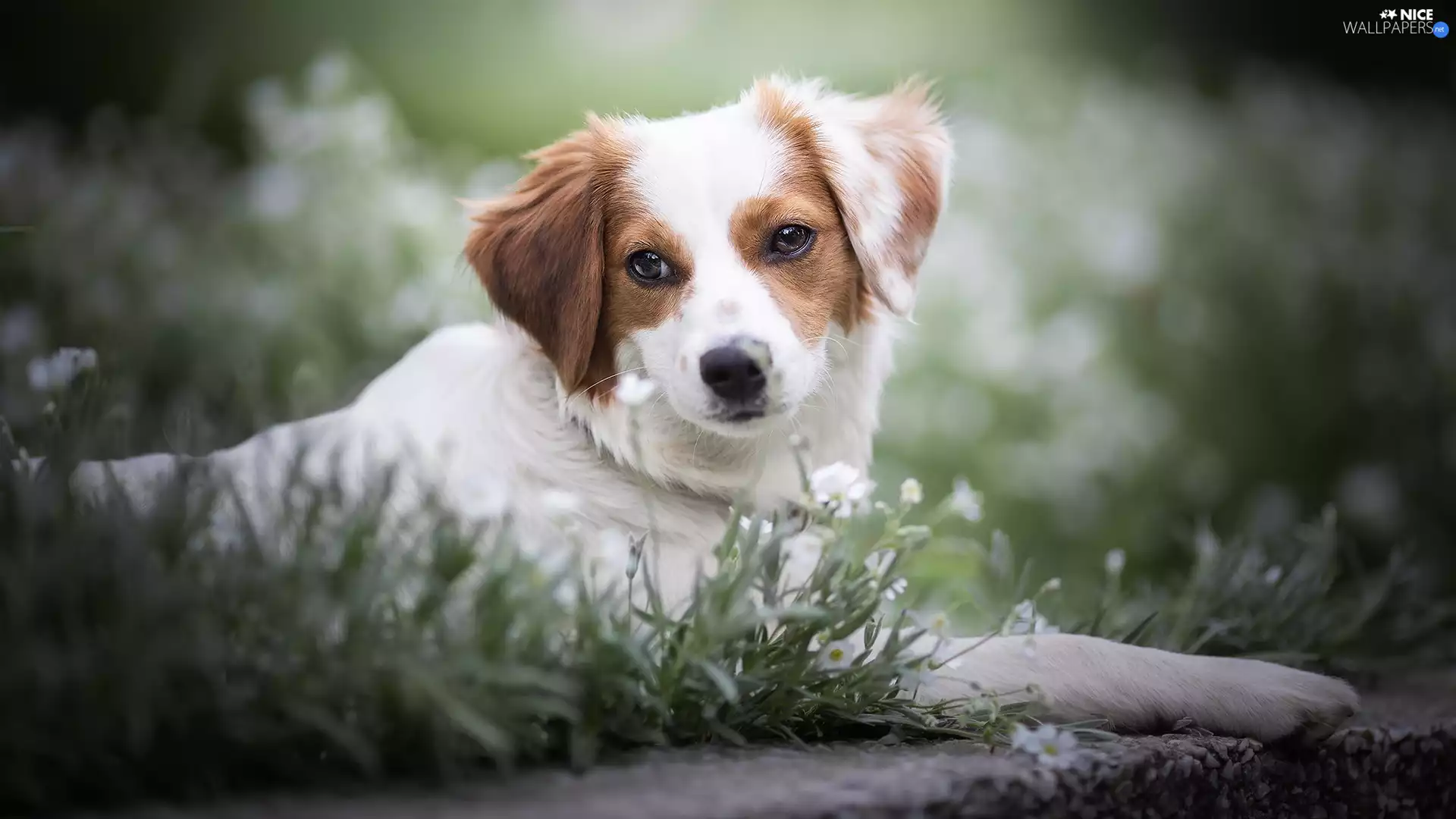 fuzzy, background, Flowers, grass, dog