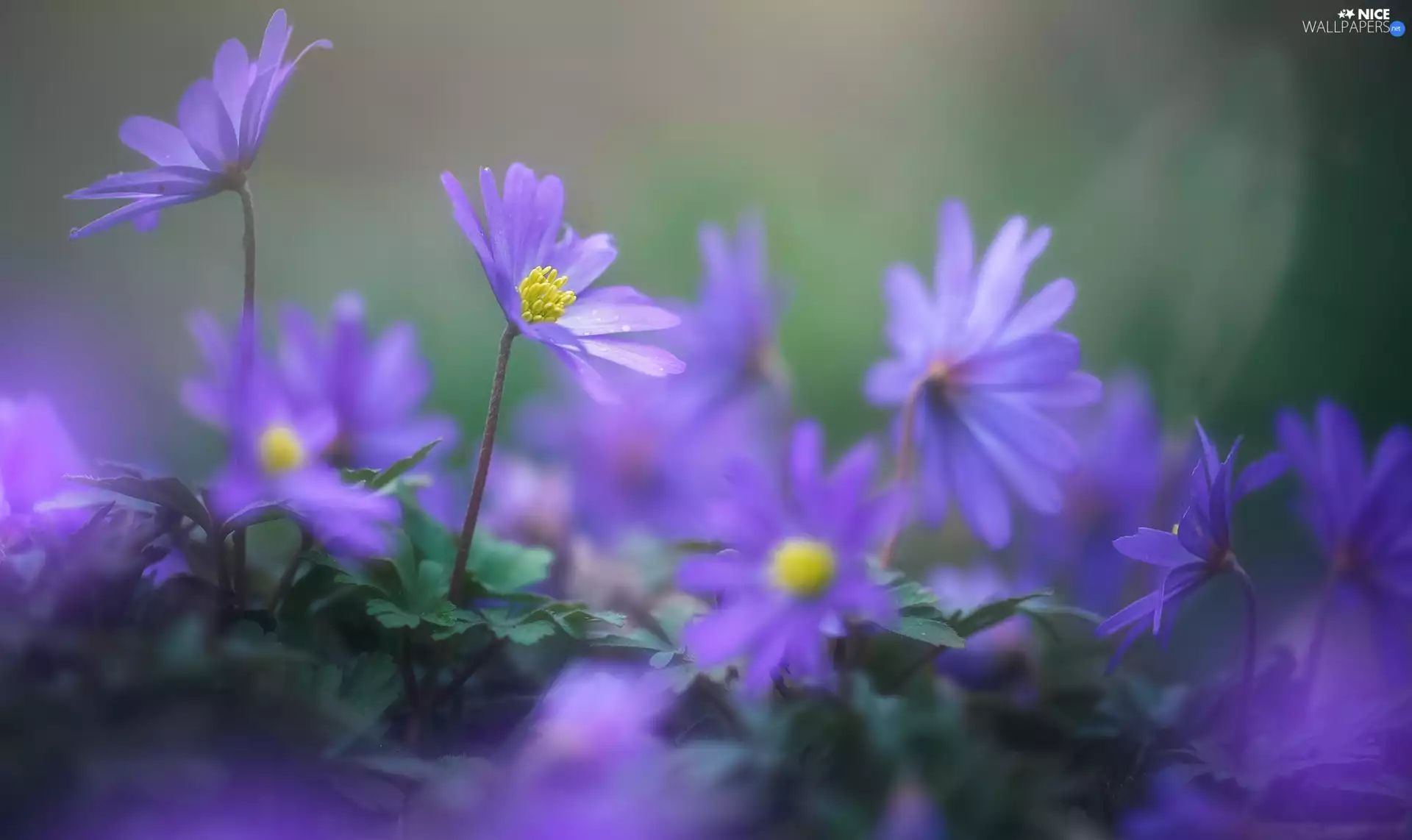 Yellow, purple, fuzzy, background, rods, Flowers
