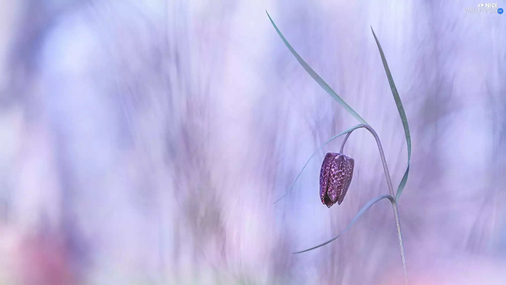 Fritillaria meleagris, blurry background