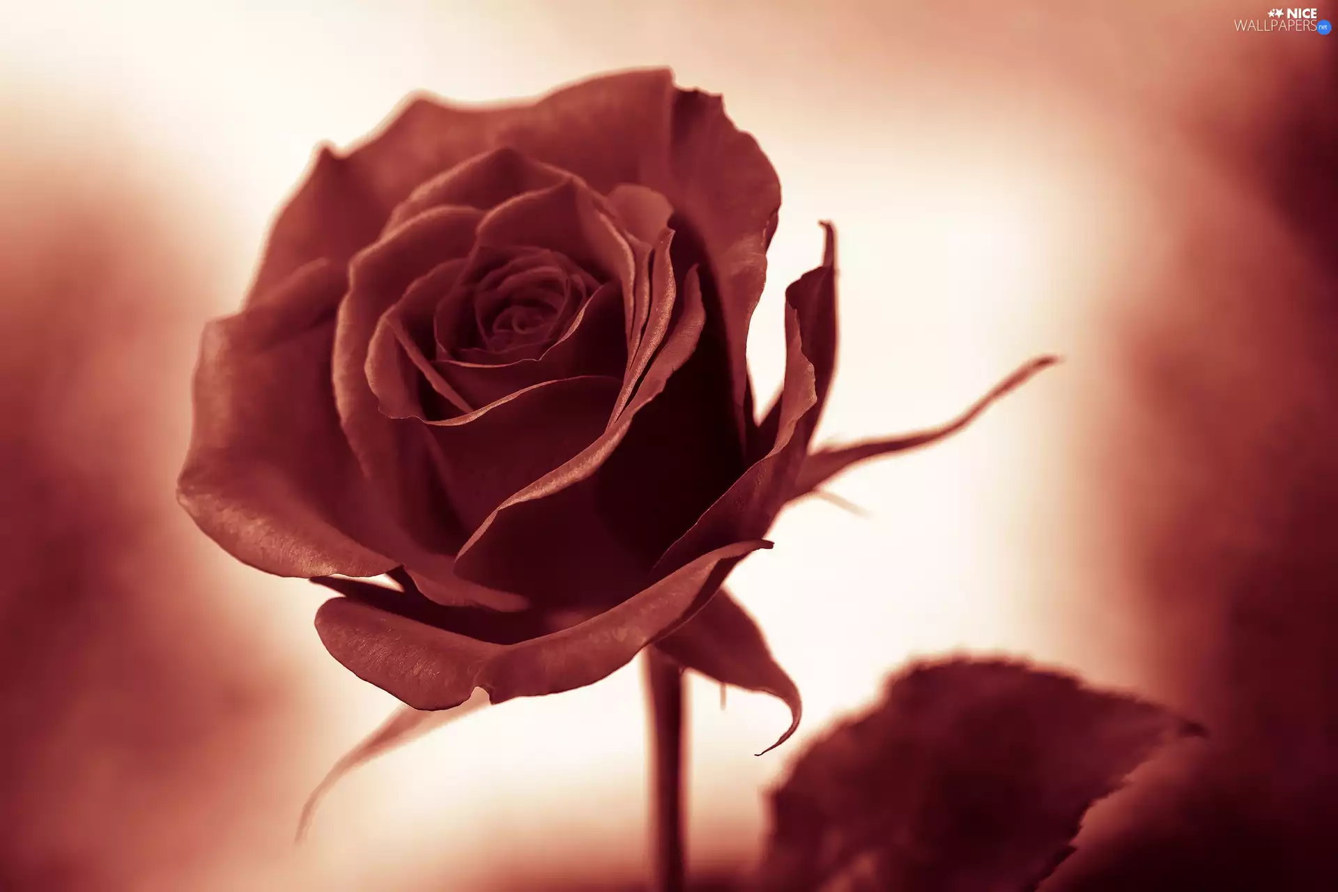 background, rose, fuzzy