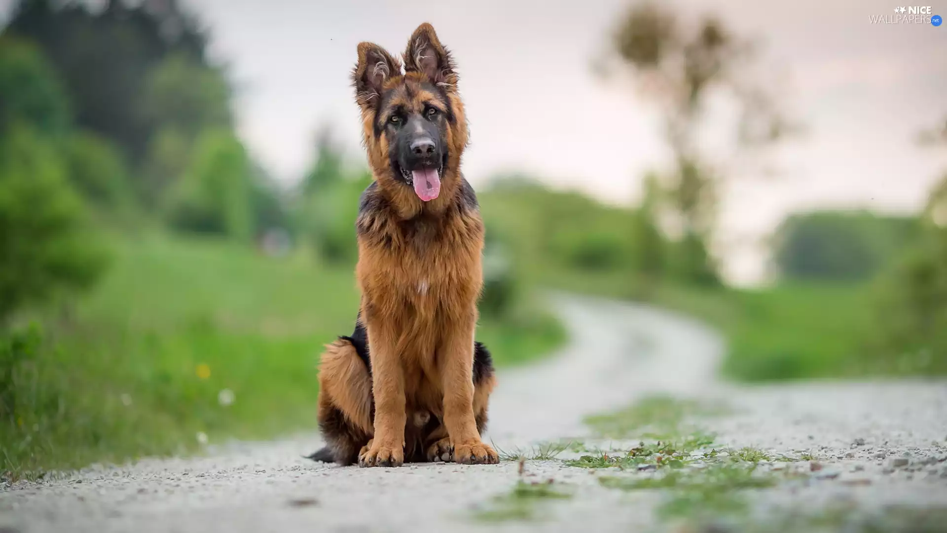 blurry background, German Shepherd, Path