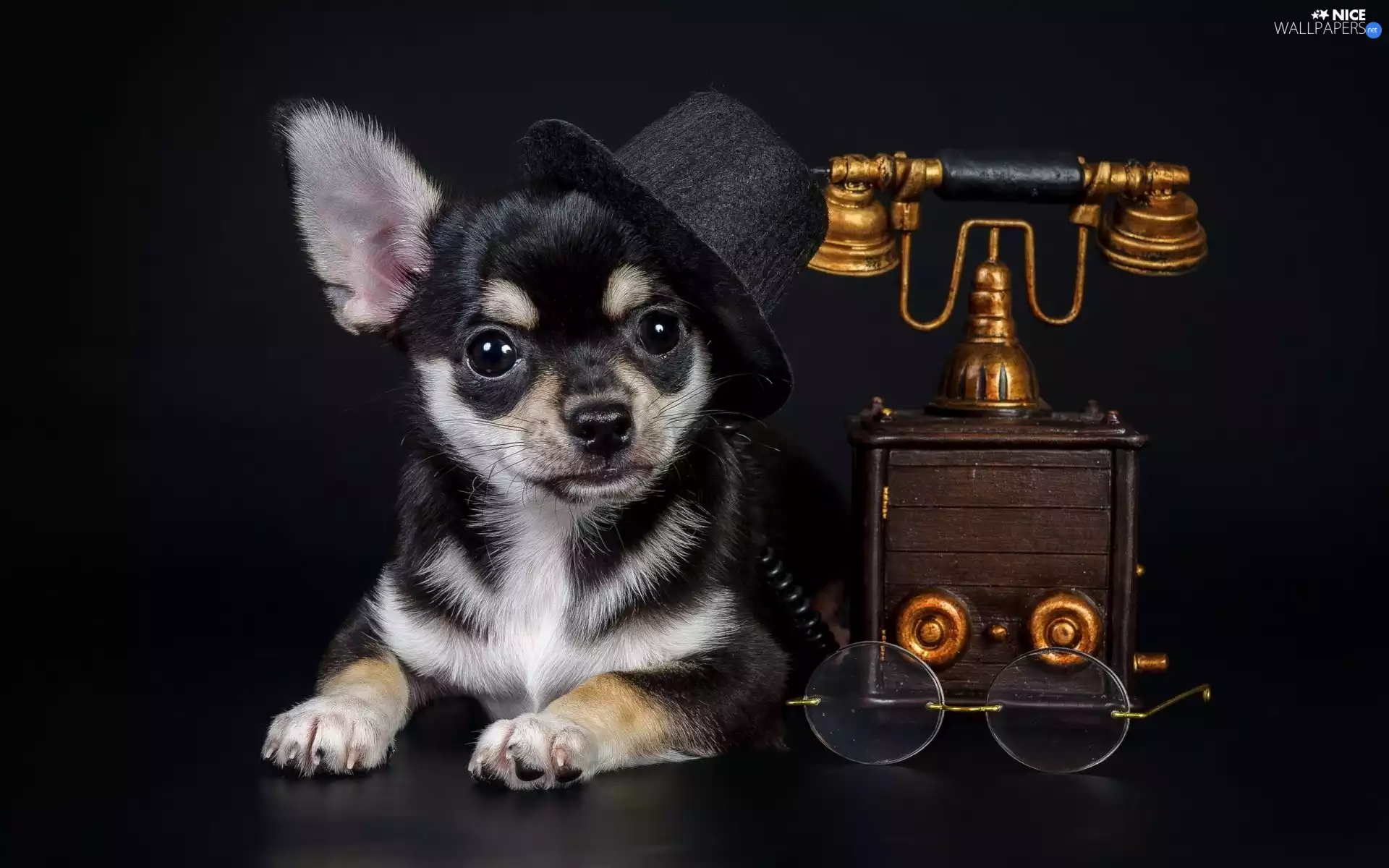 bowler, Chihuahua, Glasses, Hat, dog, Telephone, Dark Background