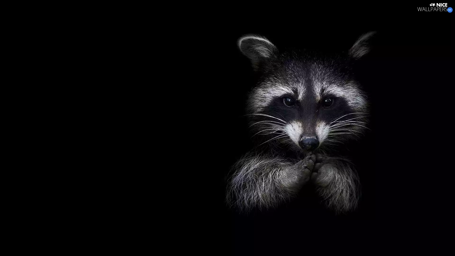 Black, background, Head, feet, raccoon