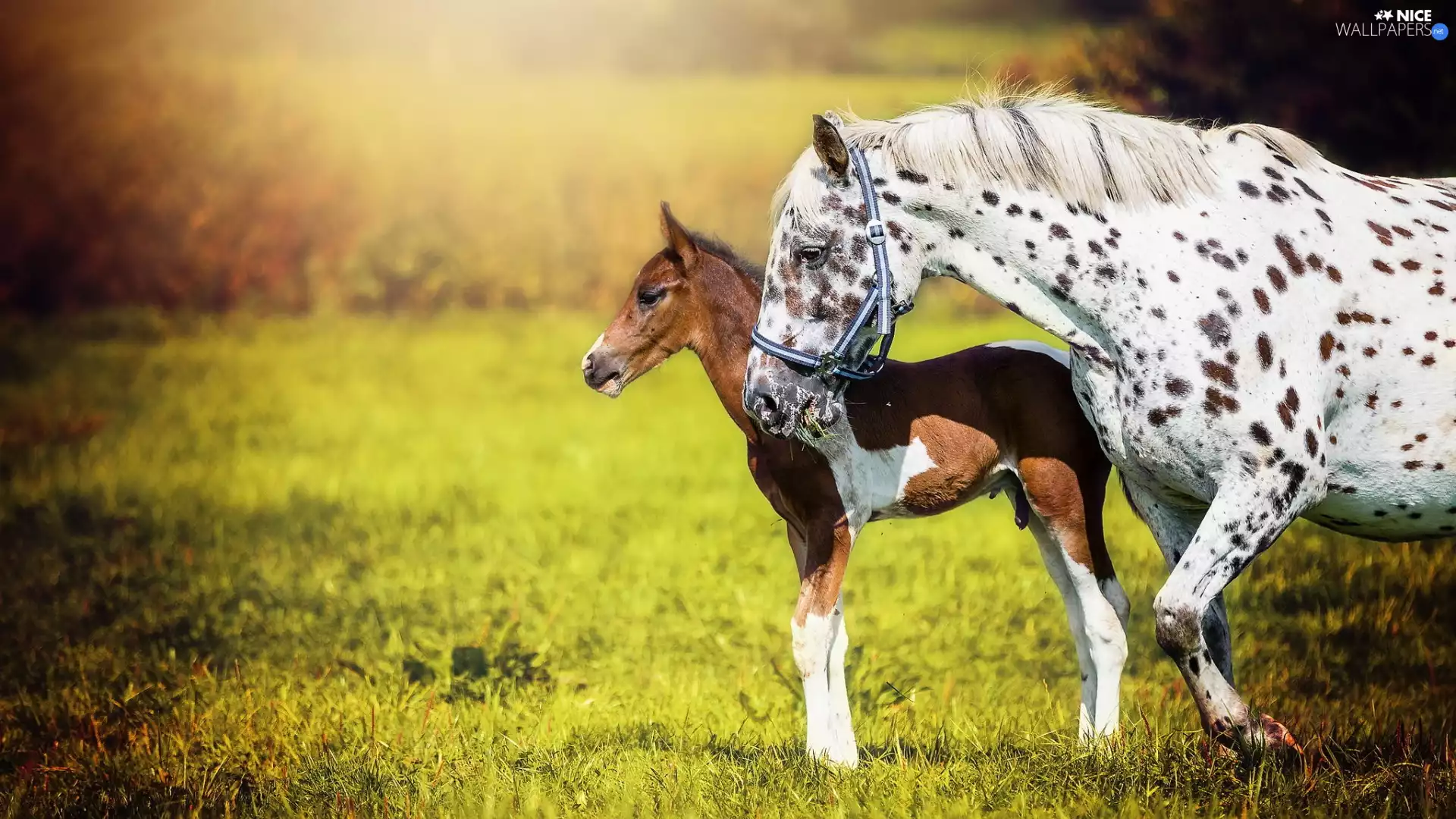 Colt, Appaloosa, fuzzy, background, grass, Horse