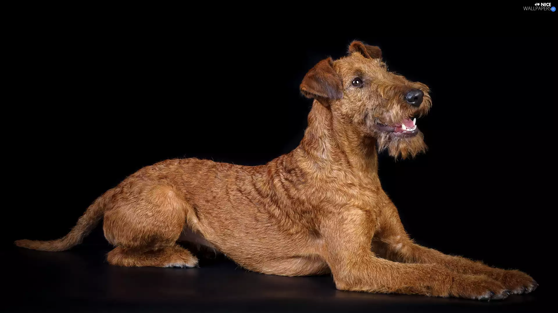 Irish Terrier, black background