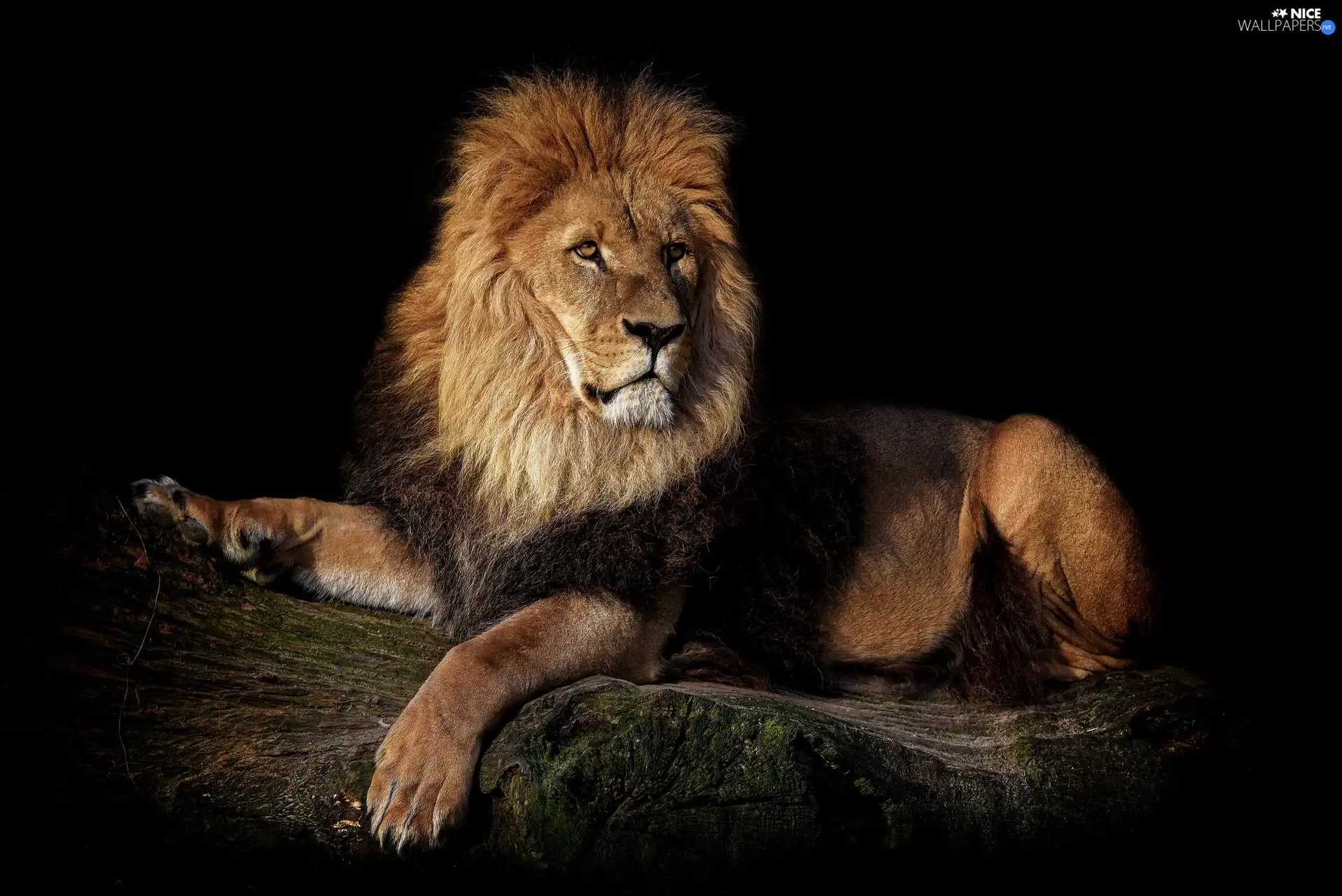 Lion, dark, background, log