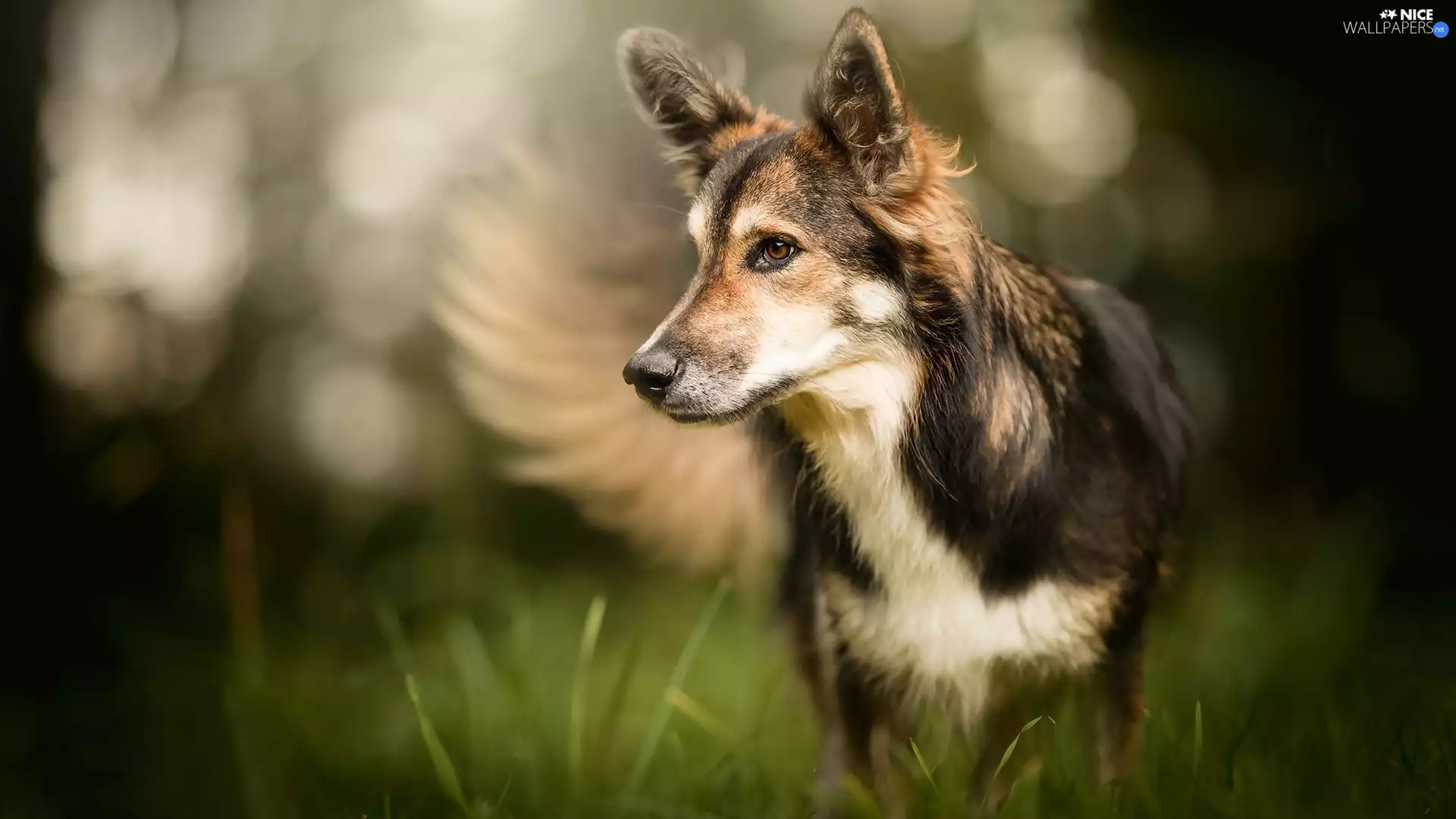 fuzzy, background, muzzle, grass, dog