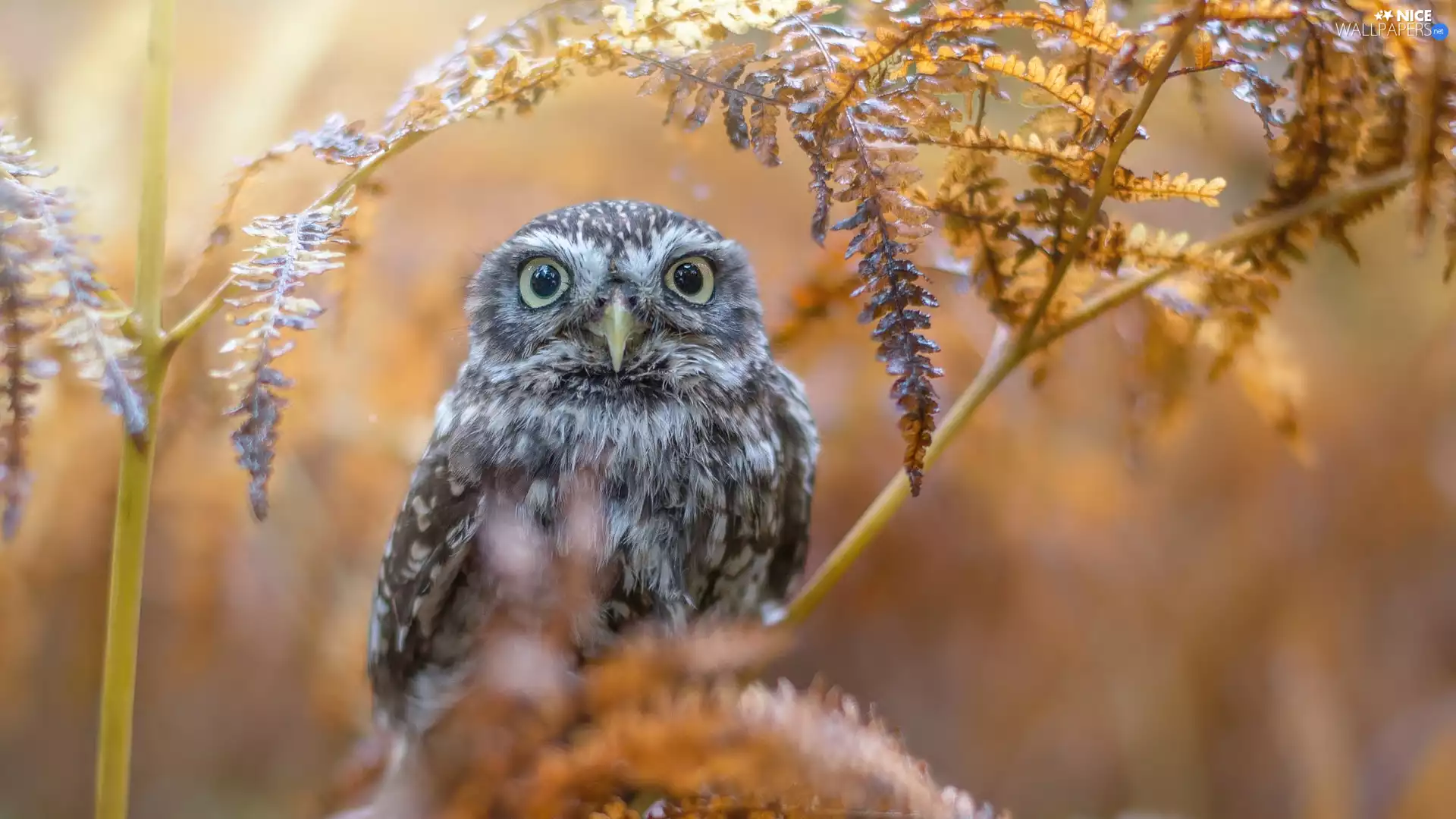 branch, Little Owl, fuzzy, autumn, owl, Leaf, background