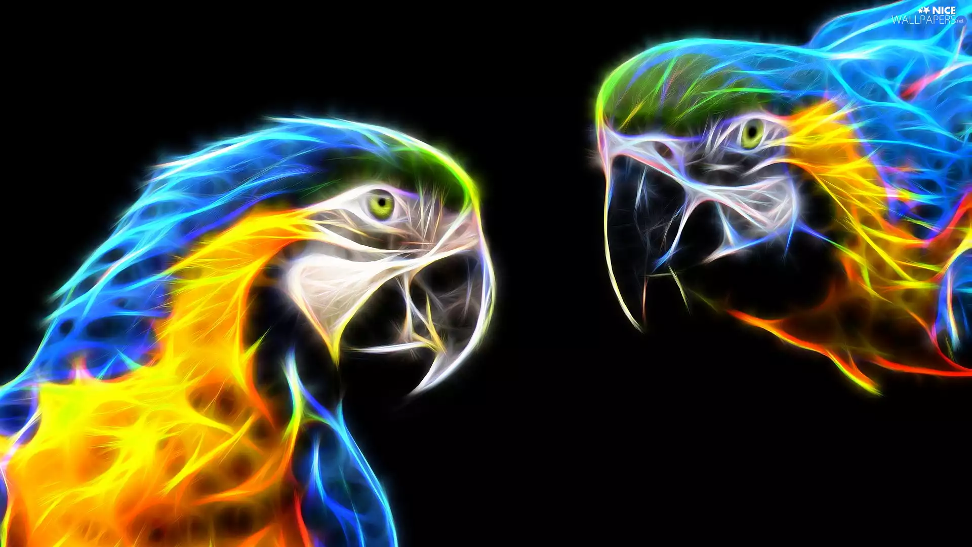 Ary, Two, dark, background, Fractalius, Parrots