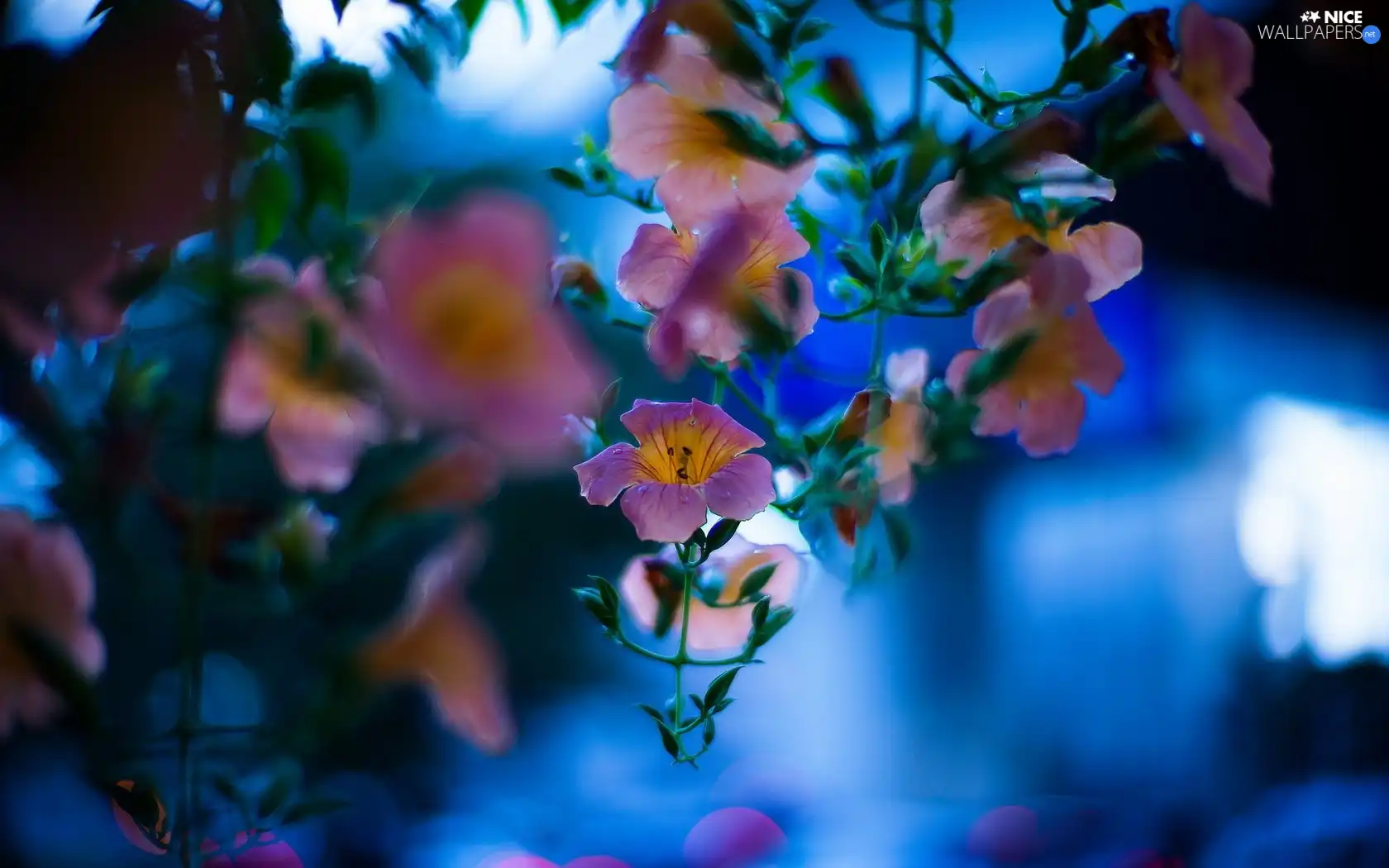 Pink, Blue, background, flowers