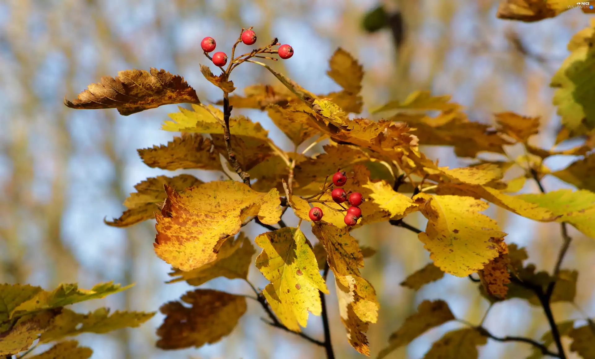 Yellowed, Plant, rapprochement, Fruits, twig, Leaf, blurry background