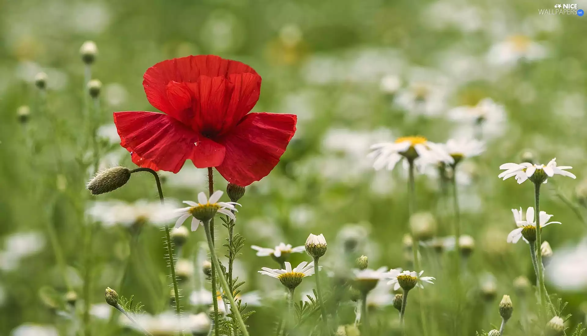 blurry background, red weed, chrysanthemums