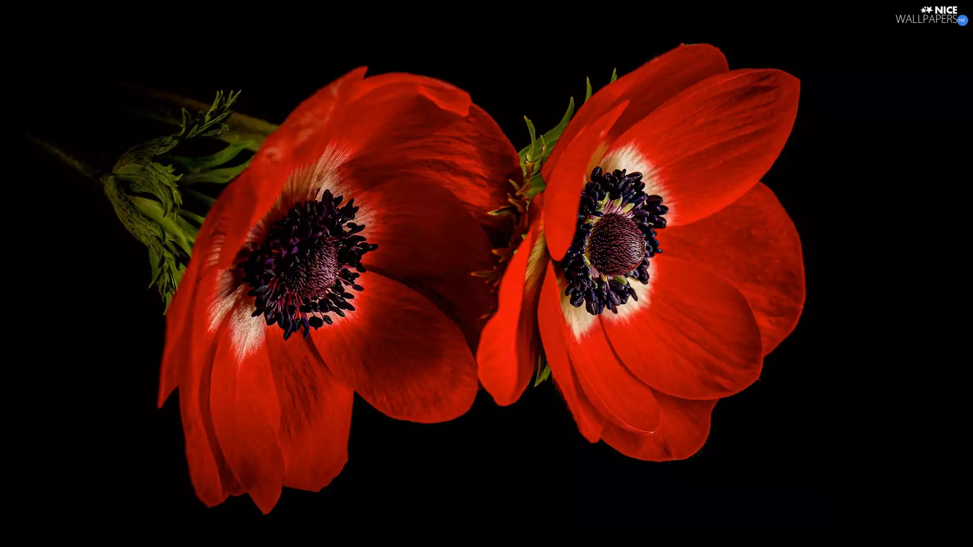 Black, background, Red, Anemones, Flowers