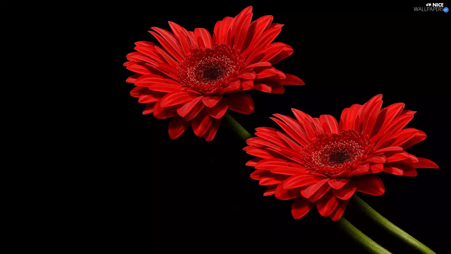 dark, background, Red, gerberas, Two