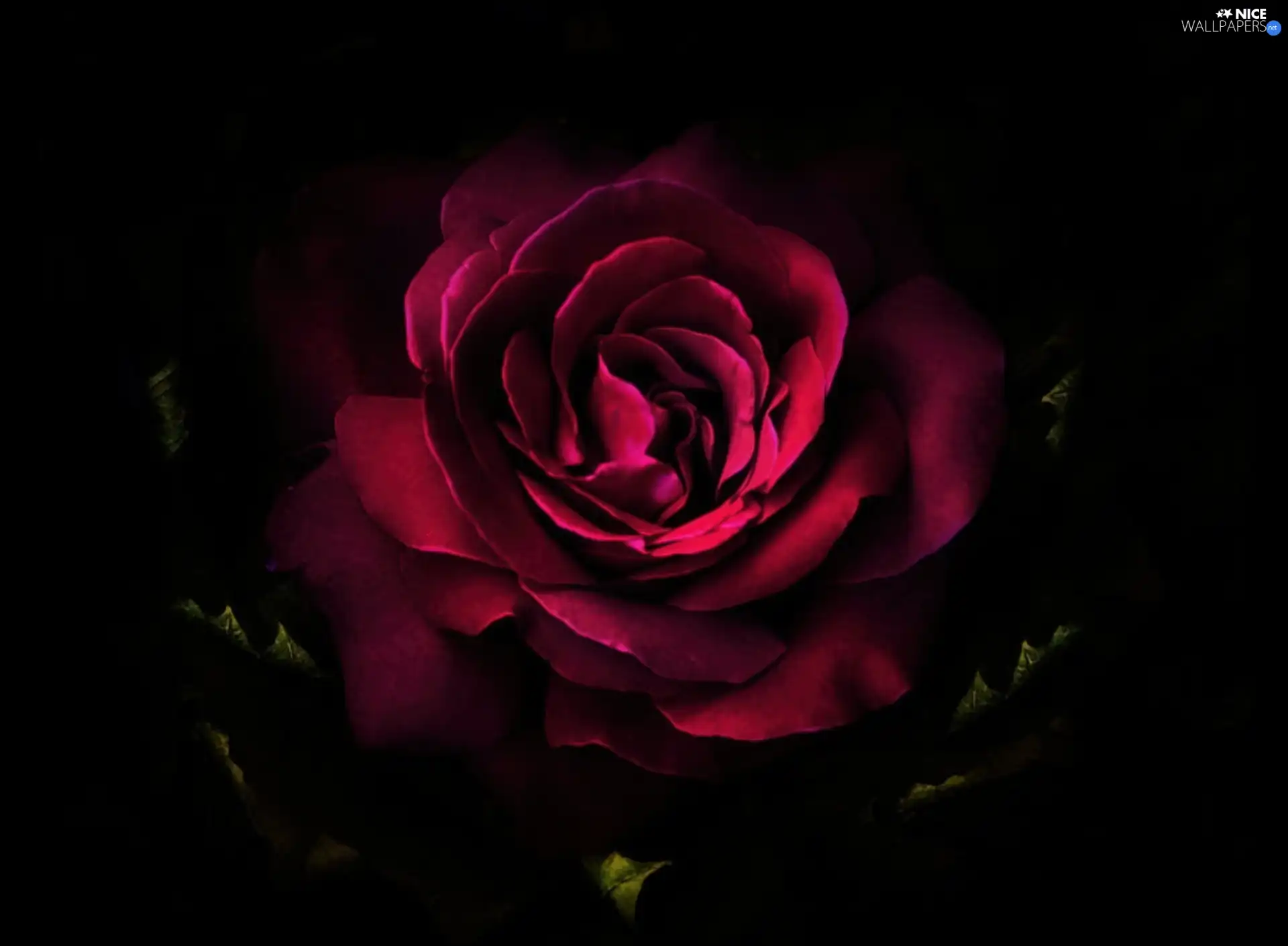 rose, Black, background, flakes