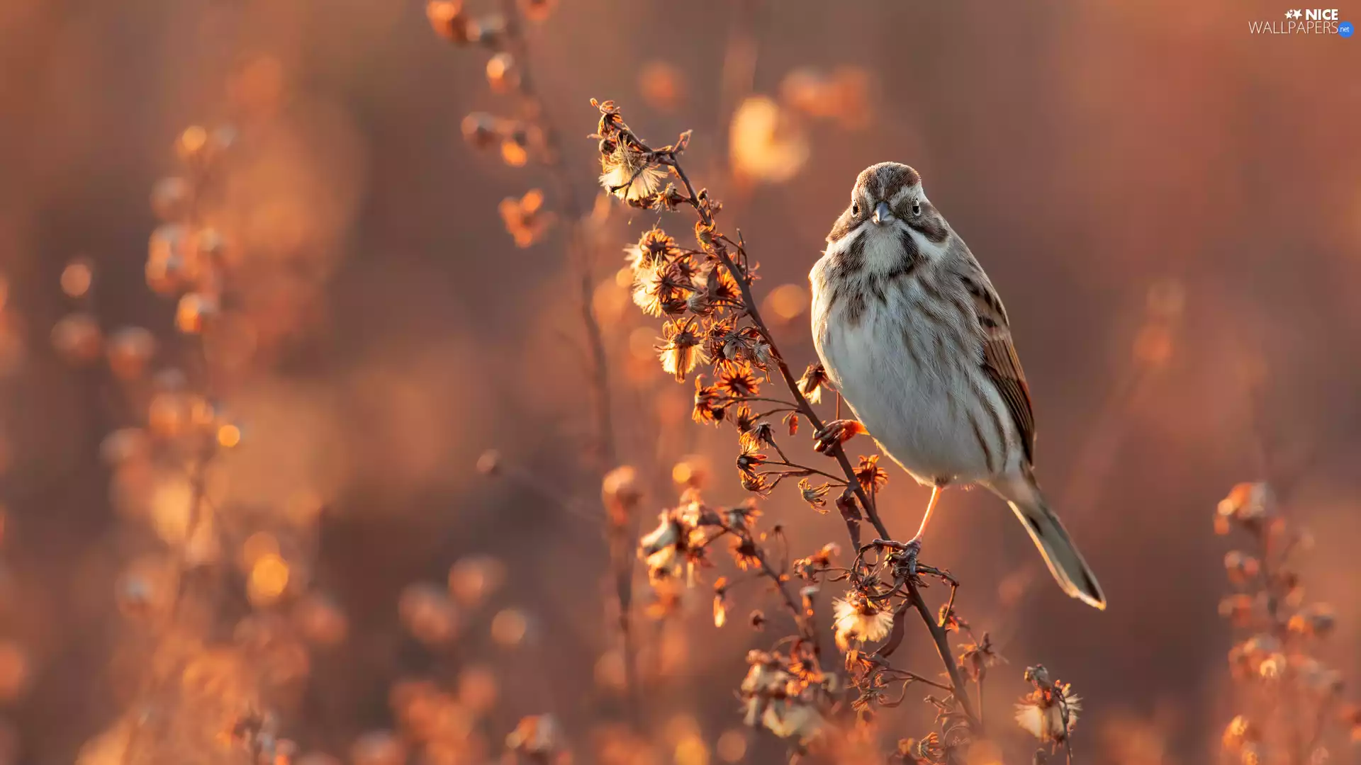 twig, Bird, fuzzy, background, Plants, sparrow