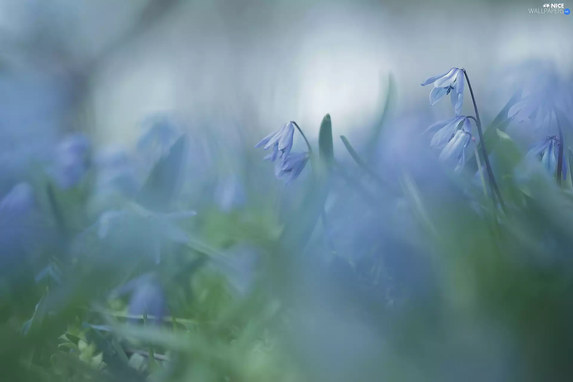 Blue, Flowers, blurry background, Siberian squill