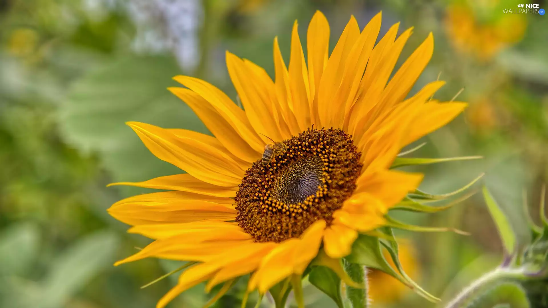 fuzzy, background, Sunflower, rapprochement, flower