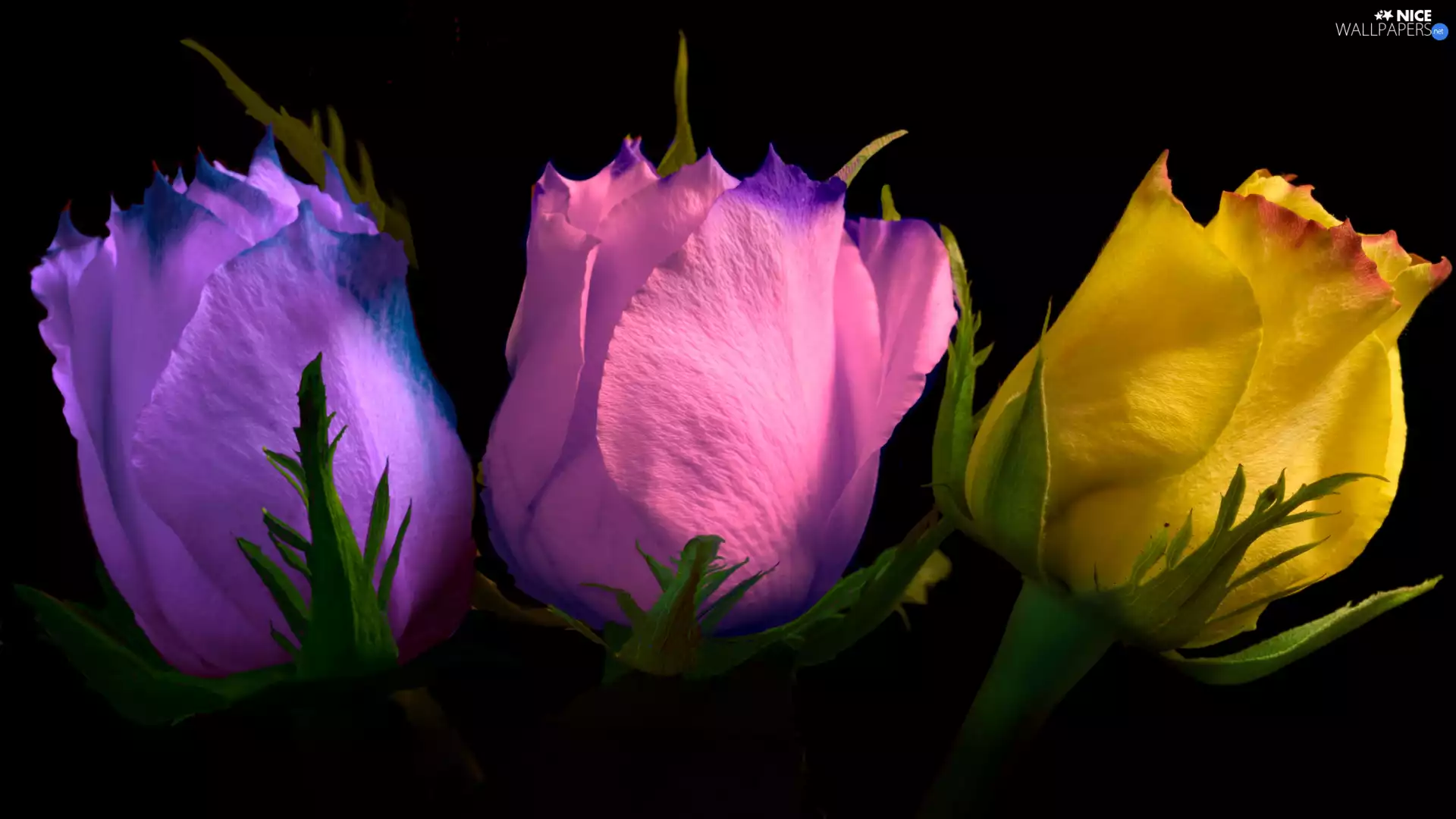 color, Flowers, Black, background, roses, Three