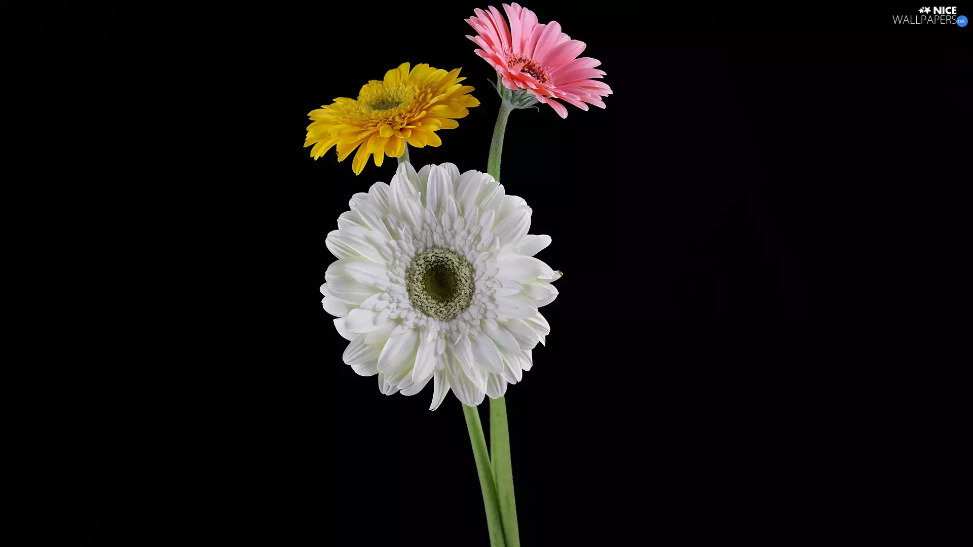 dark, background, Three, gerberas, color