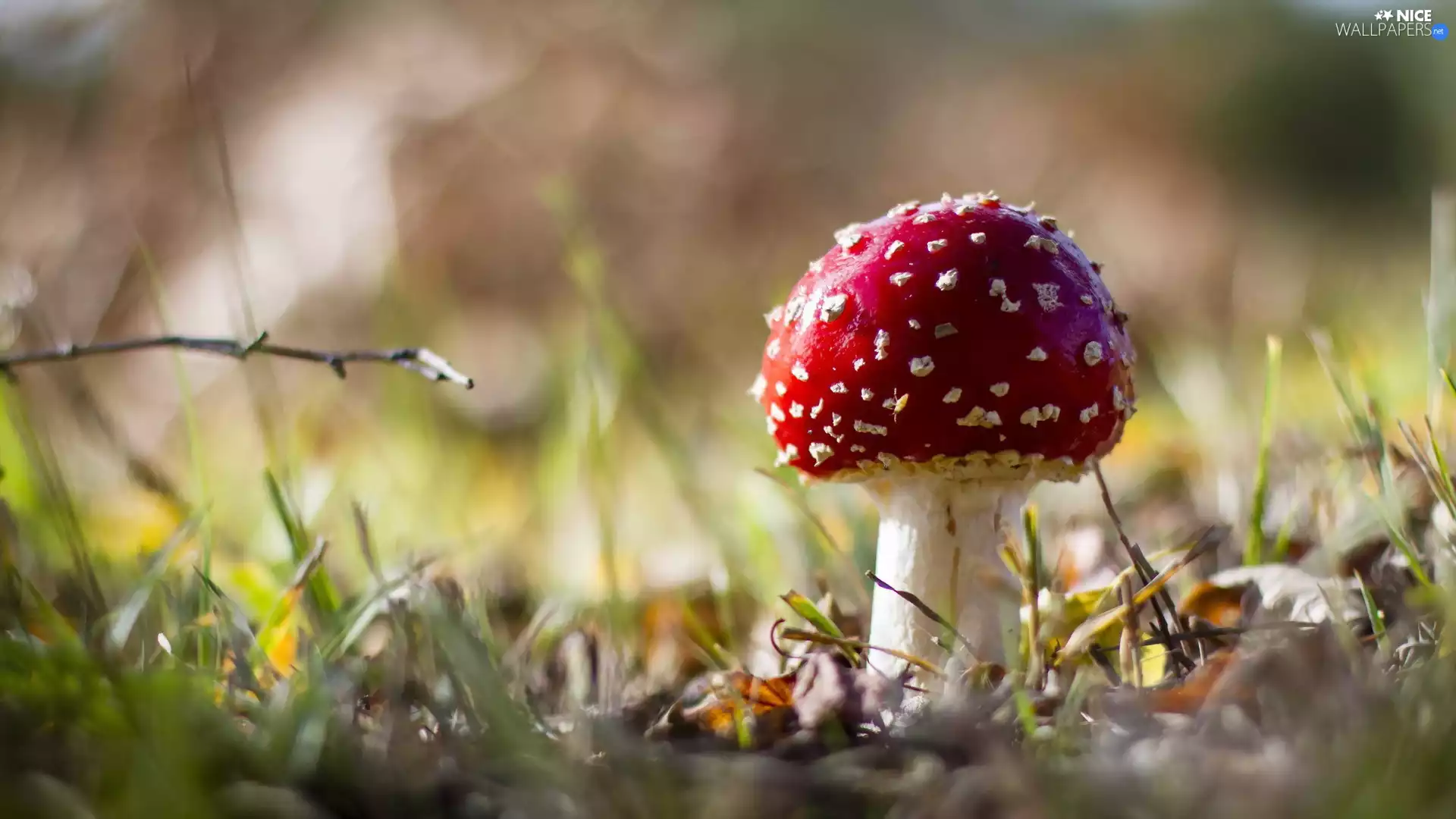 fuzzy, background, toadstool, litter, Mushrooms
