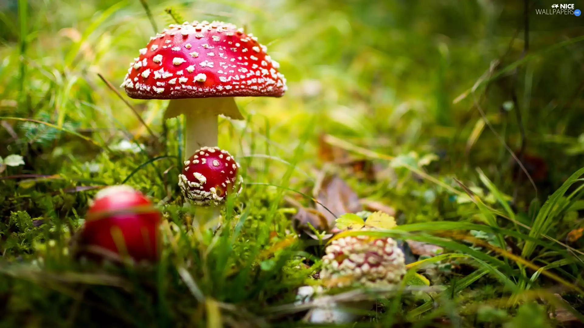 Moss, mushrooms, fuzzy, background, grass, toadstools