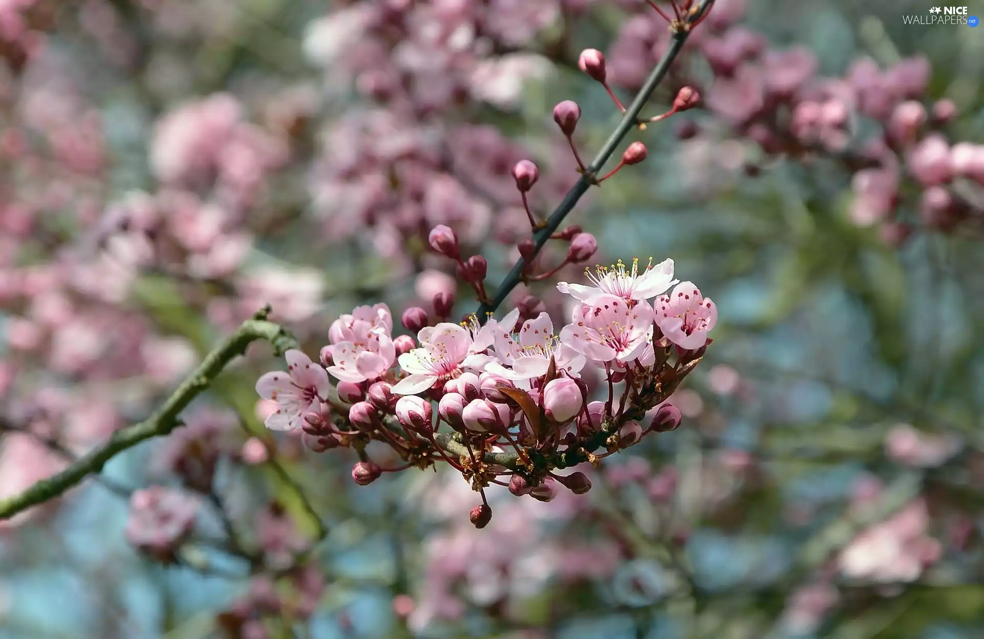 twig, Flowers, blurry background, Fruit Tree