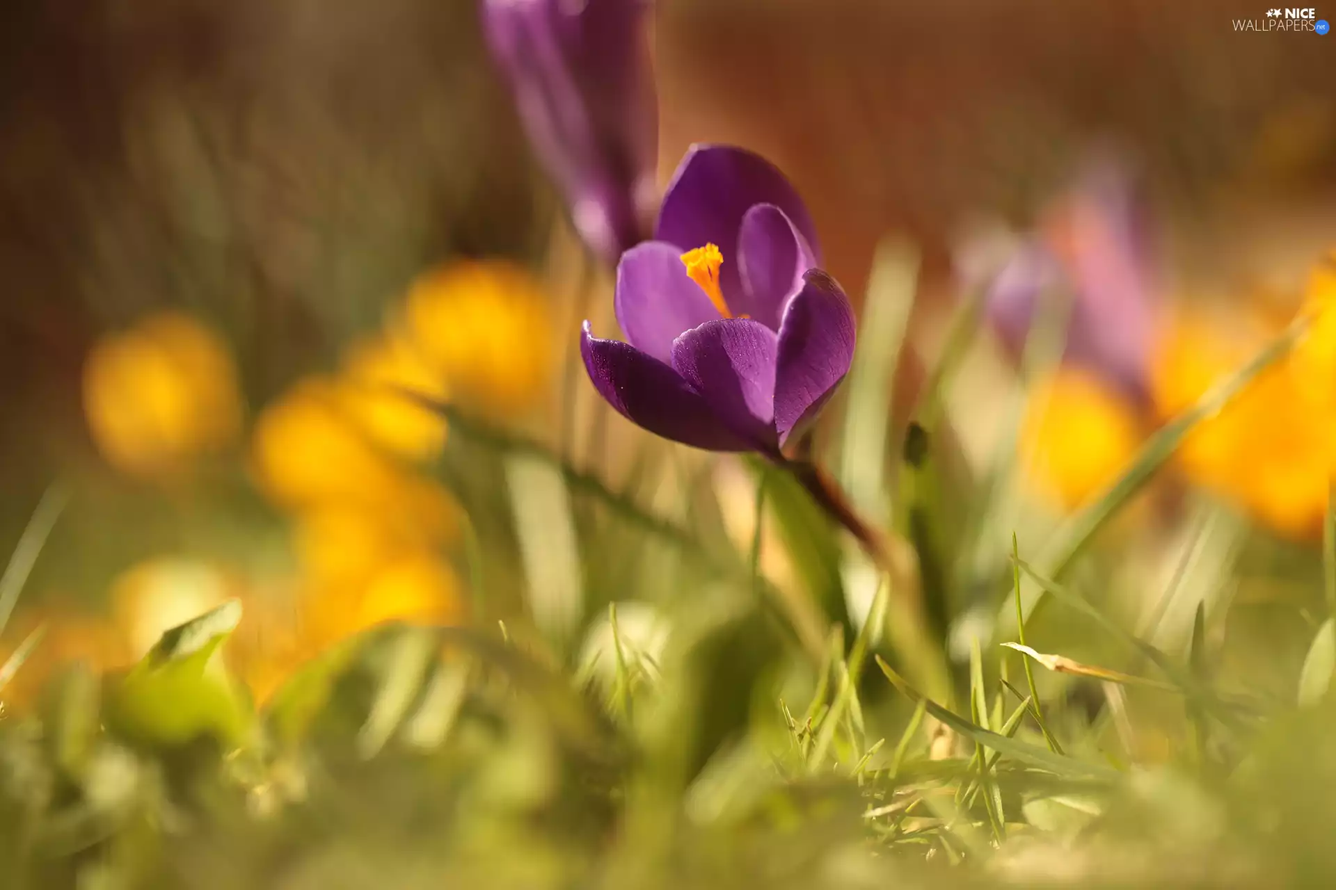 fuzzy, background, Violet, crocus, Flower