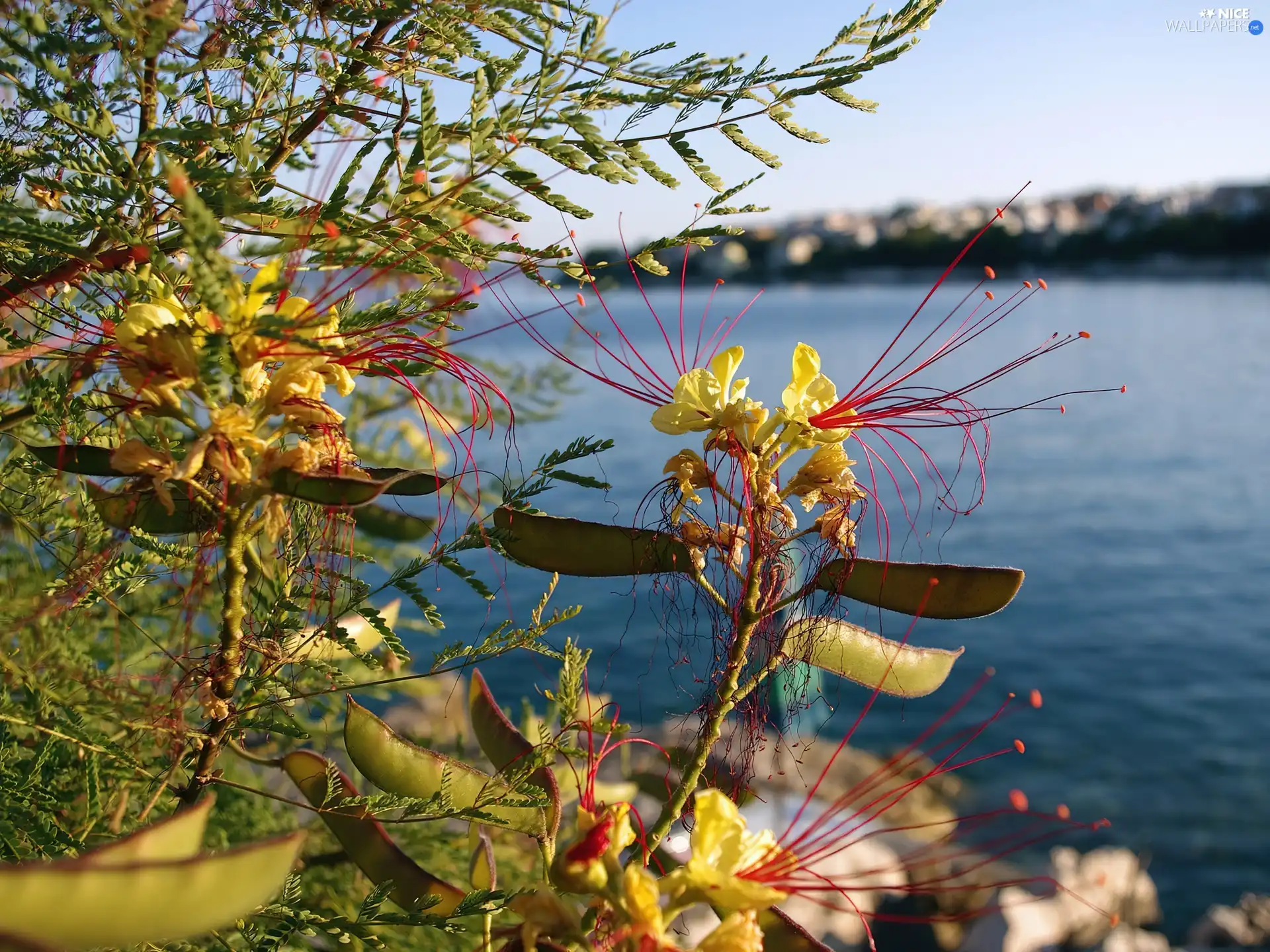 background, water, Flowers, pods, Yellow