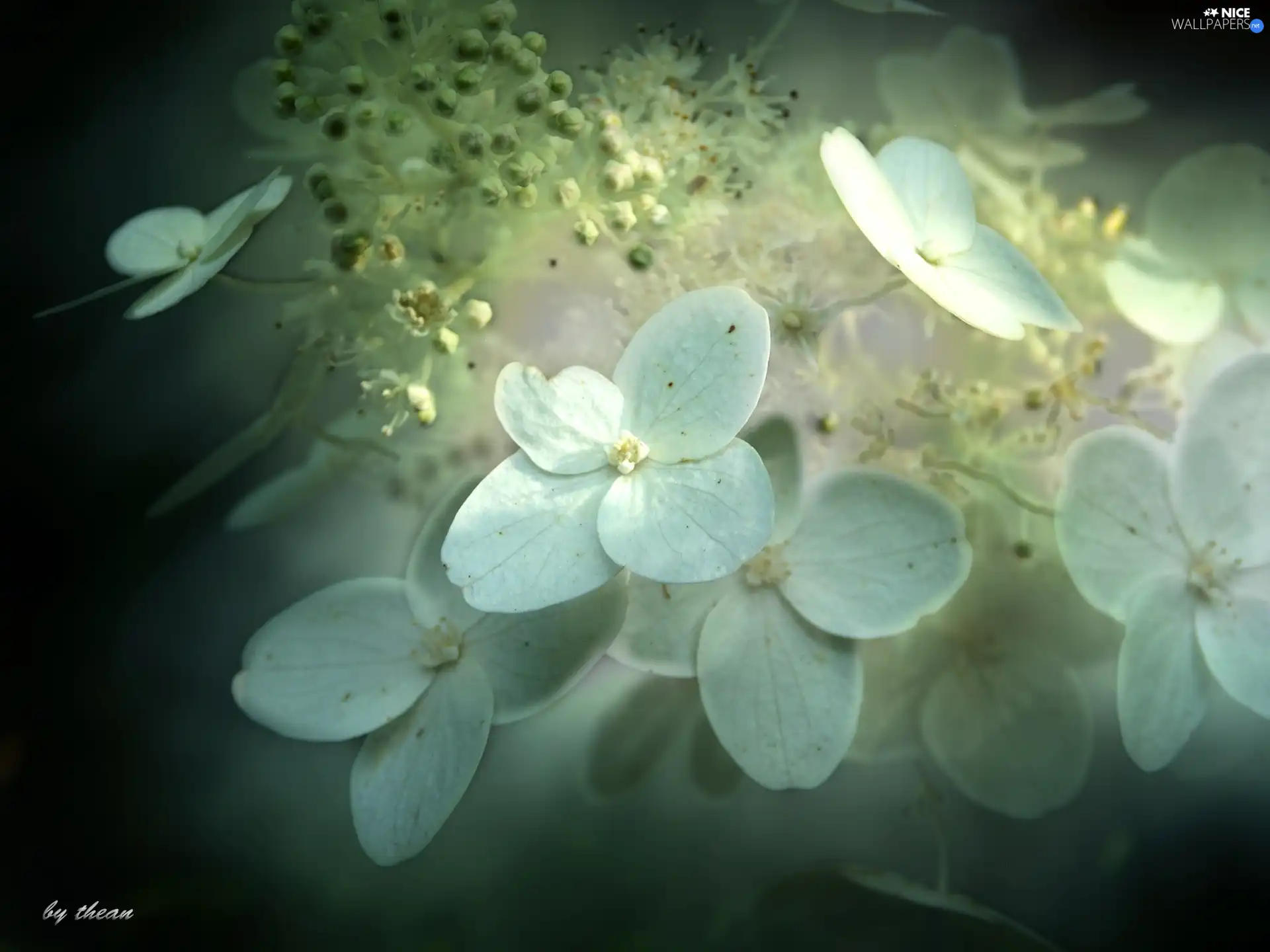 White, blur, background, Flowers