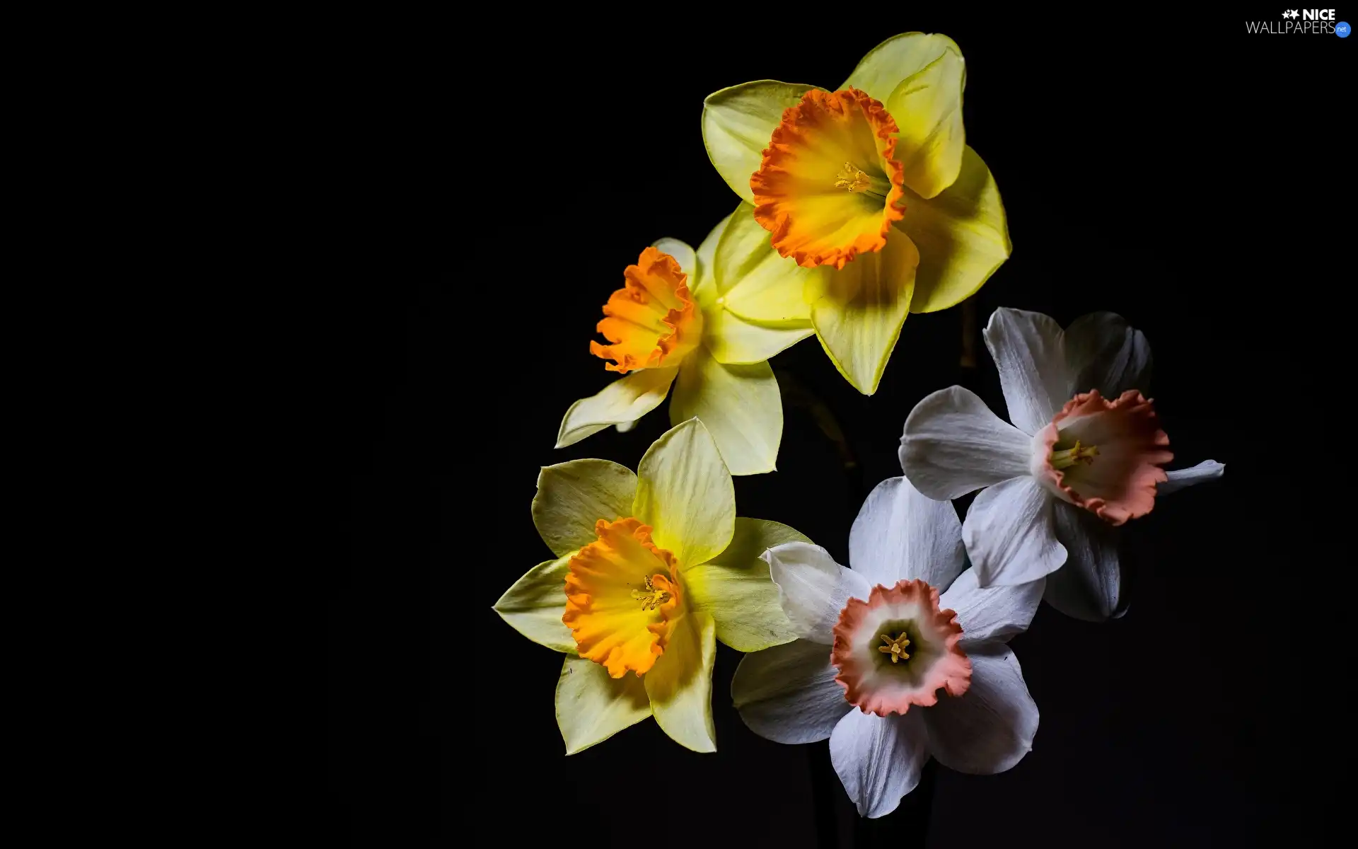 White, Flowers, Black, background, narcissus, Yellow