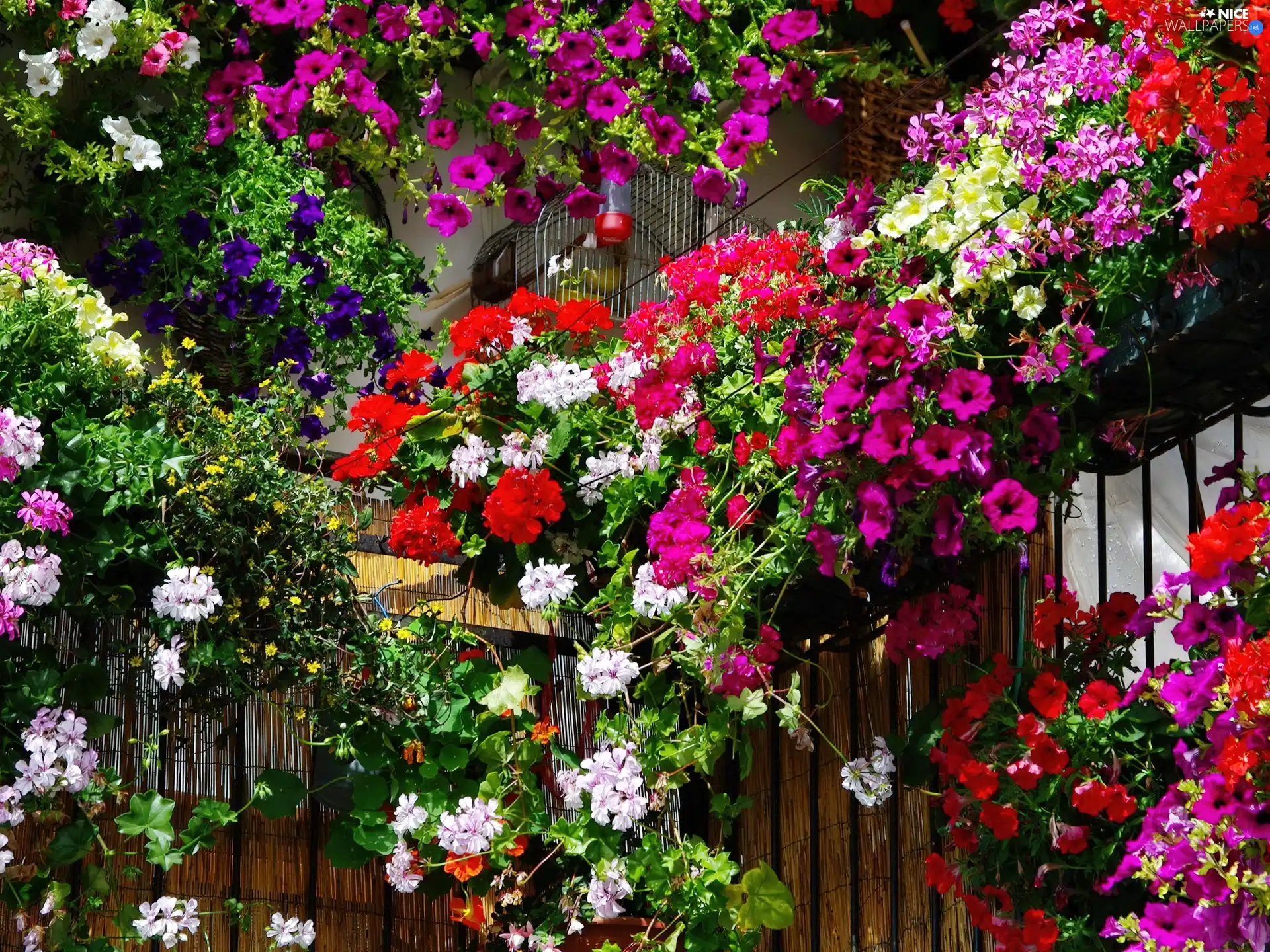 hanging, Flowers, Balcony, color