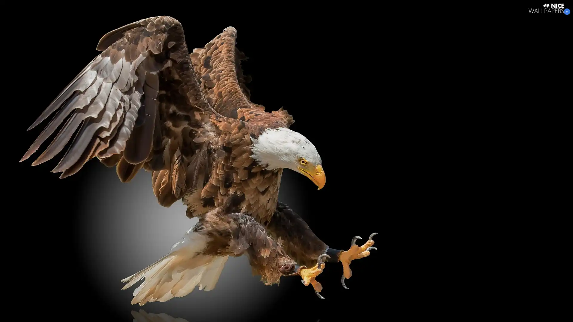spread, wings, American Bald Eagle, flight, Bird