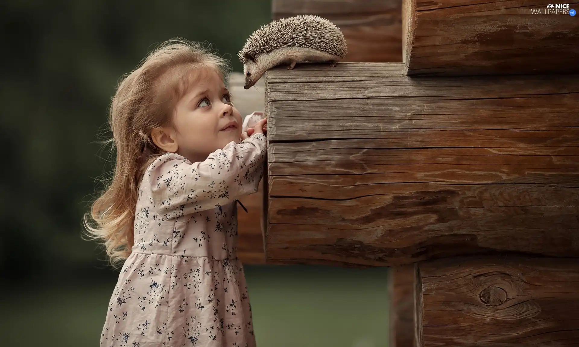 hedgehog, Bale, dress, look, girl