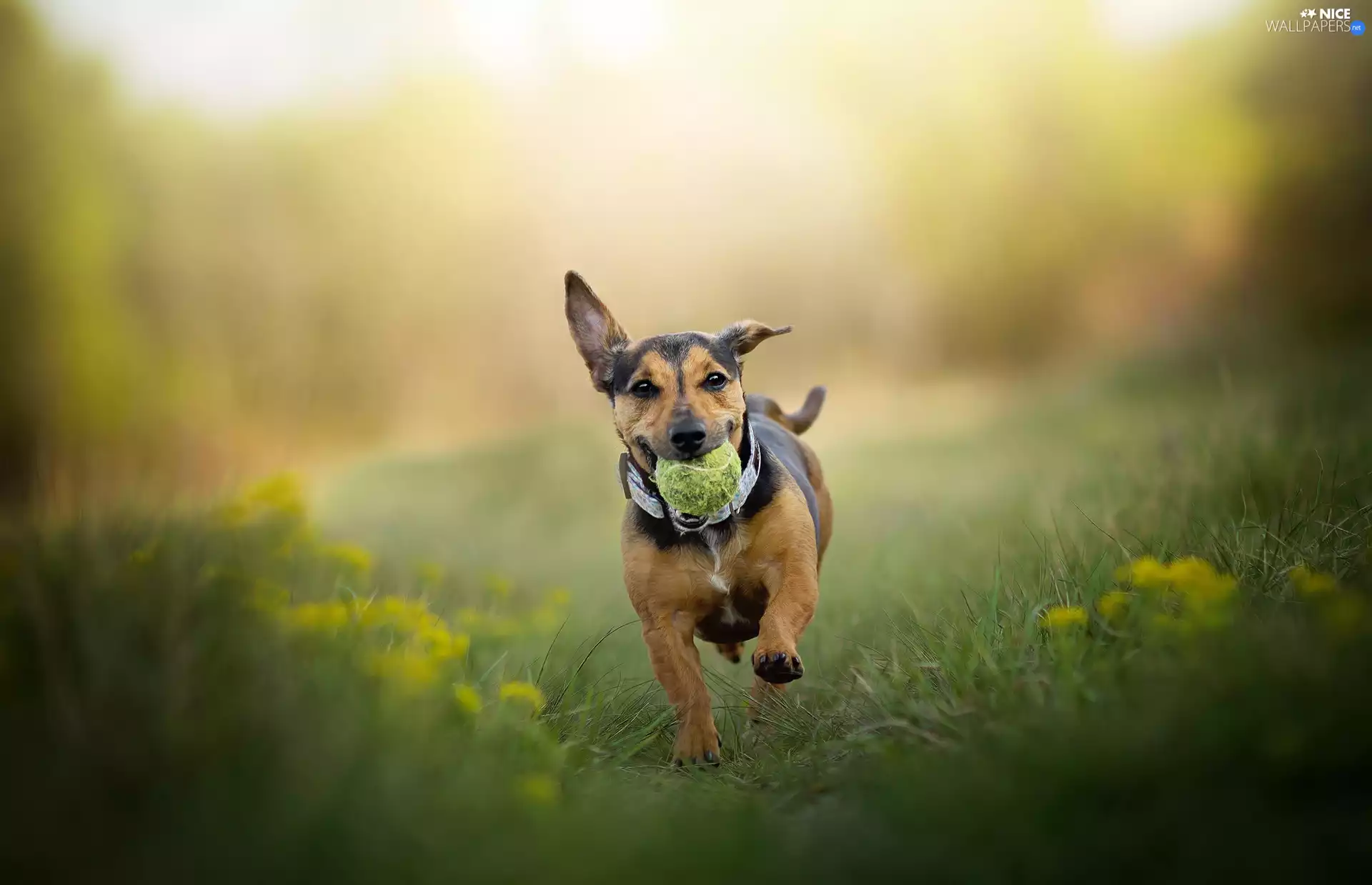 grass, Flowers, the ball, Meadow, dog