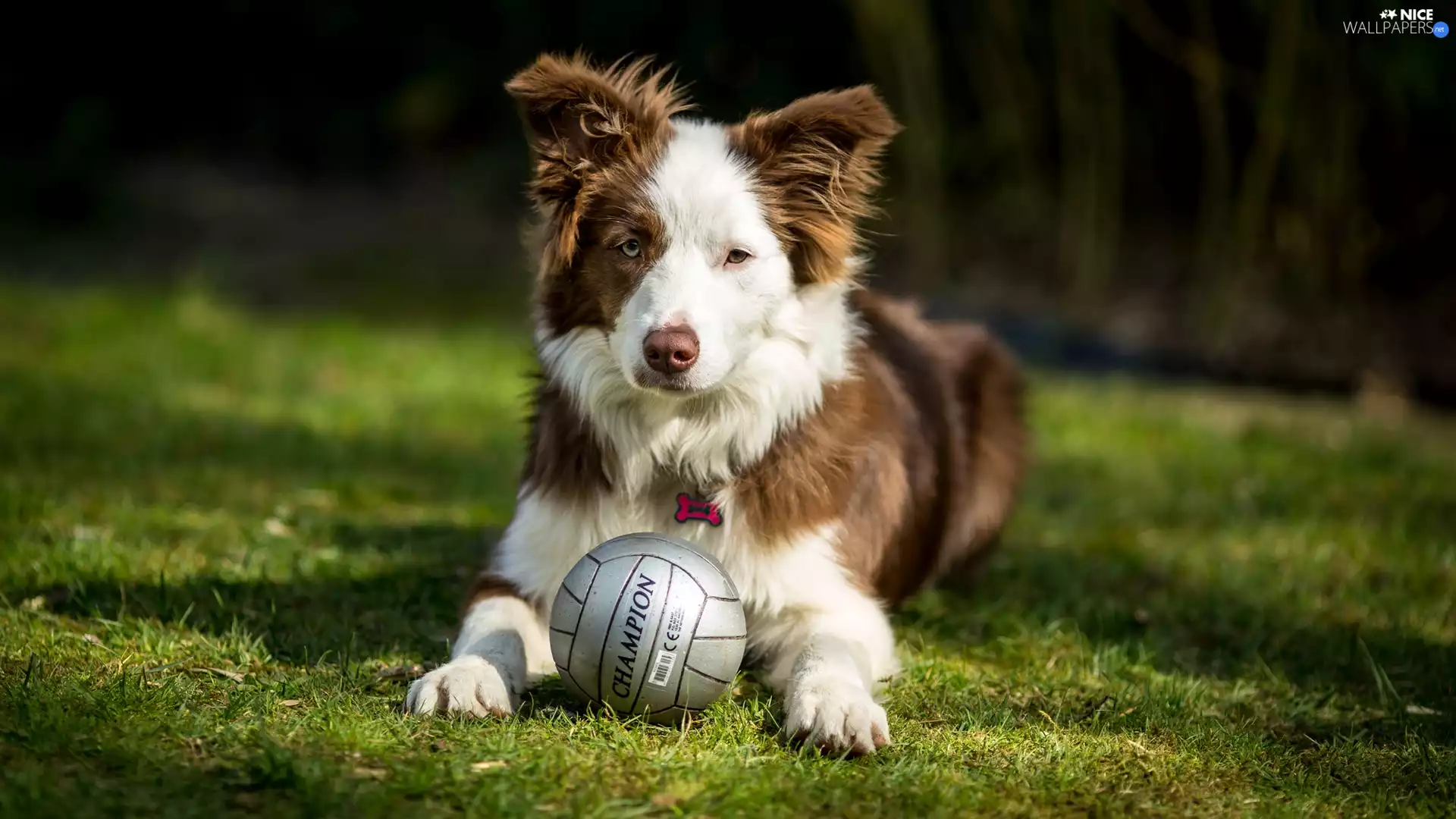 dog, Ball, grass, Border Collie