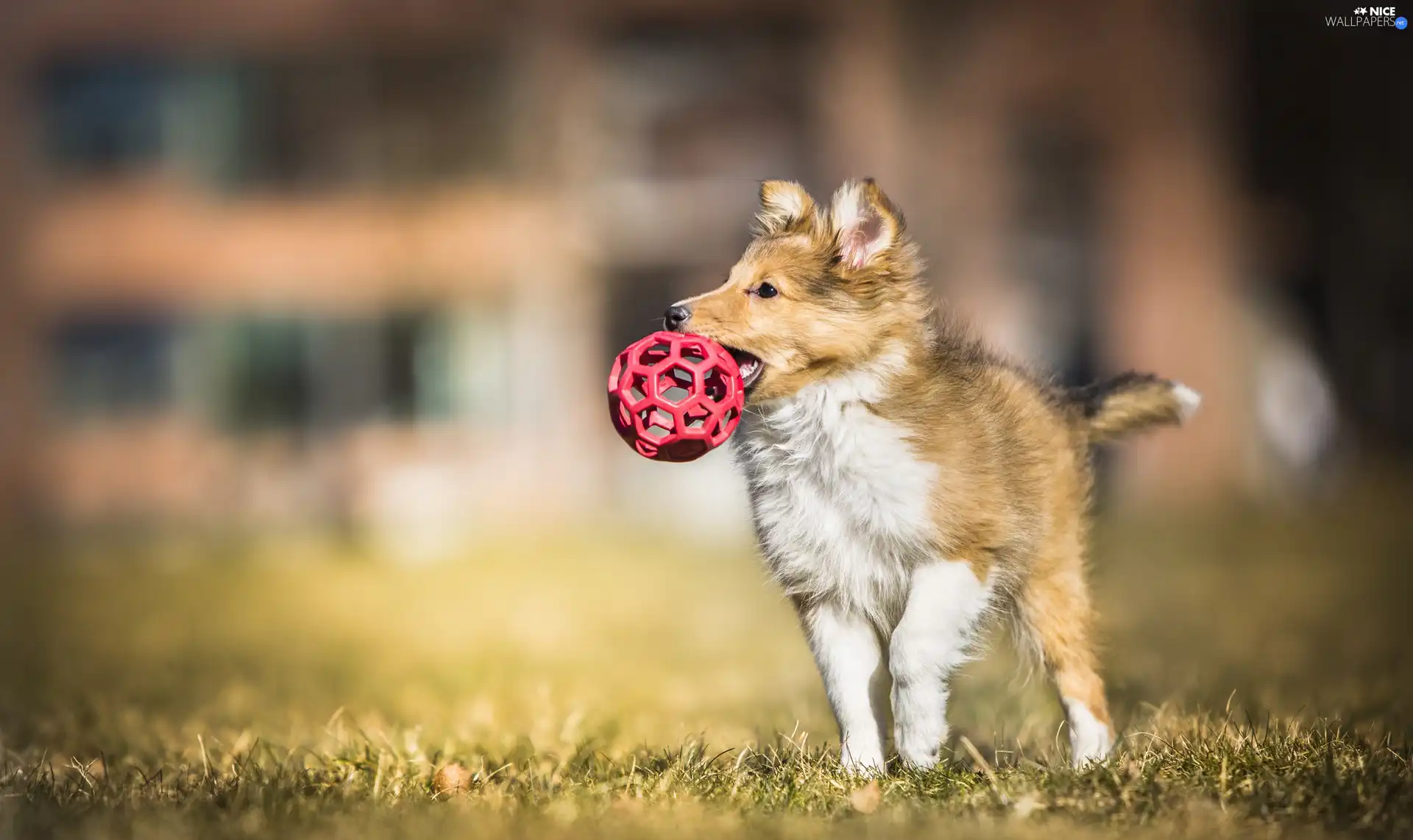 the ball, grass, Puppy, shetland Sheepdog, dog