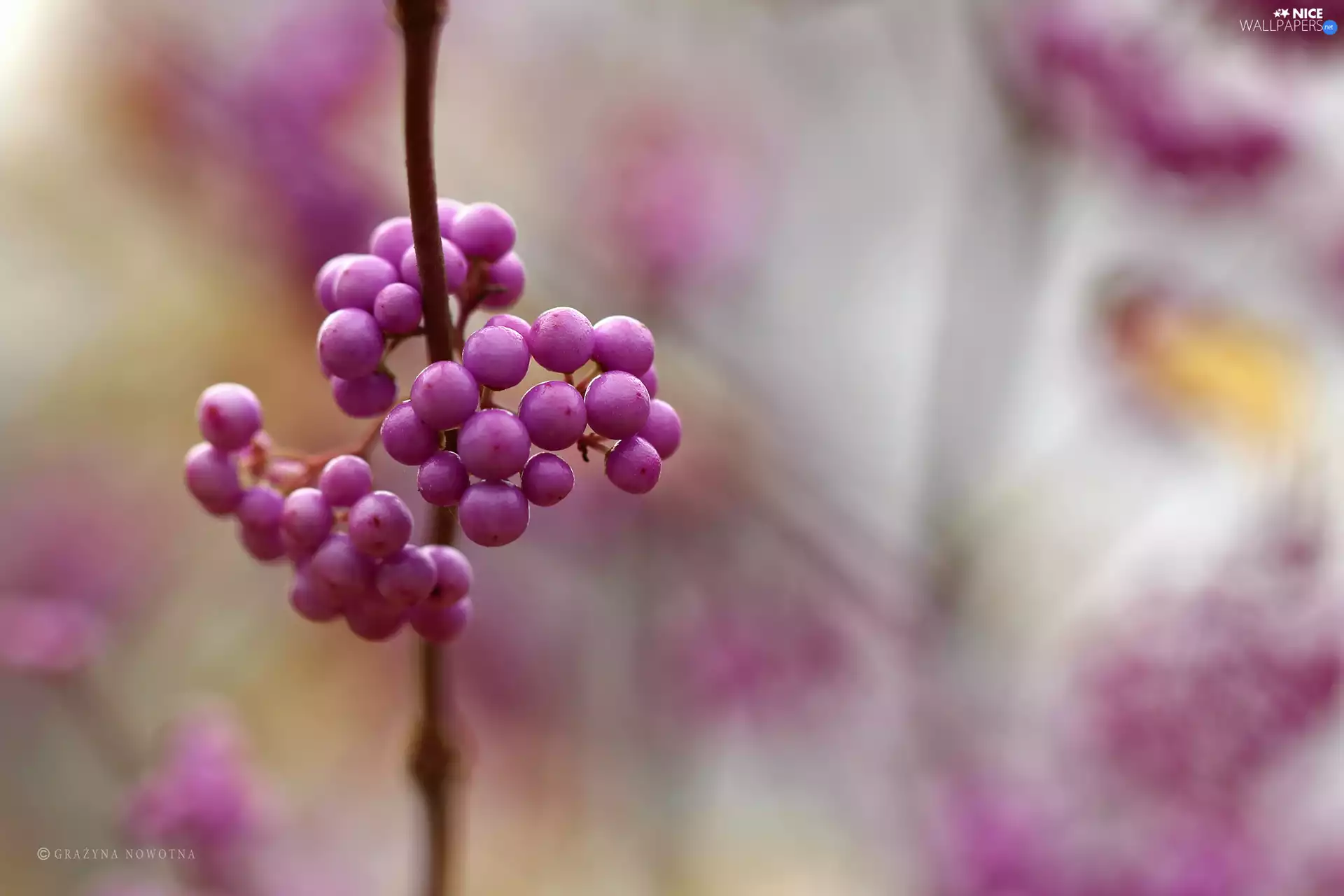 purple, M&Ms balls, Bodinieri, Bush, Callicarpa