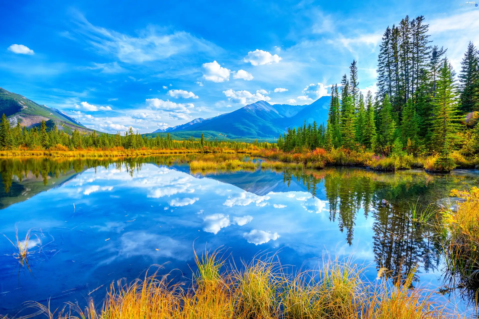 forest, Mountains, lake