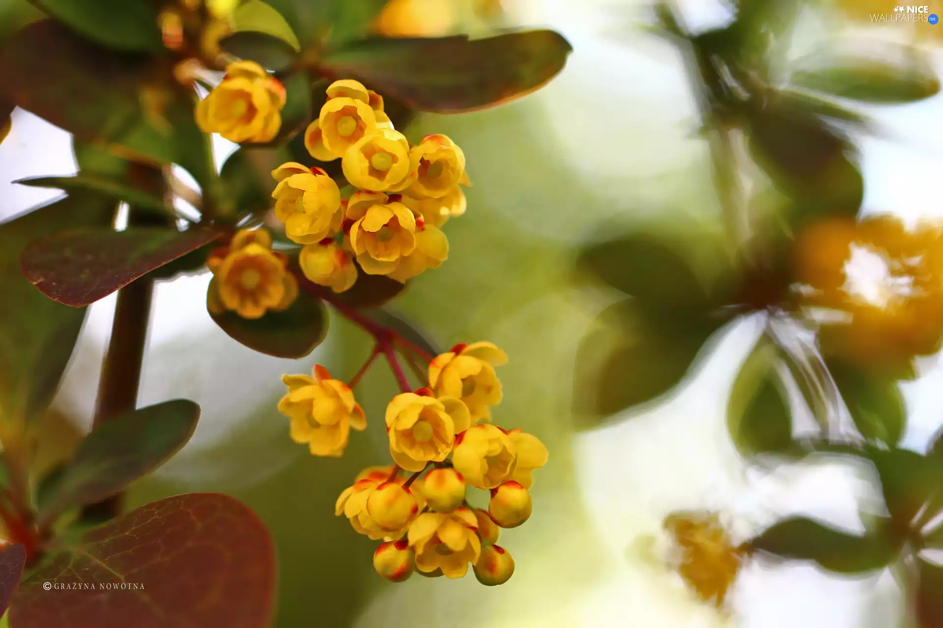 Bush, Yellow, Flowers, barberry