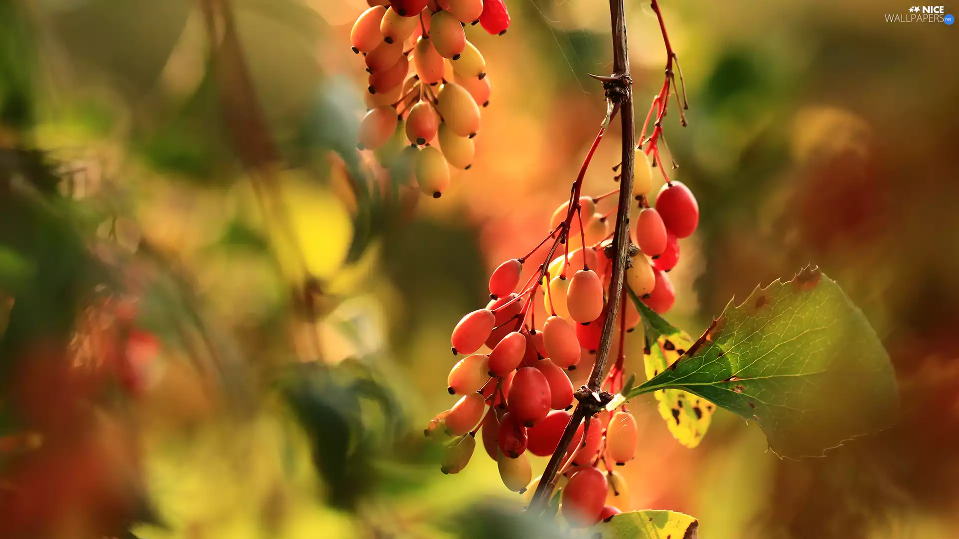 Red, Fruits, Korean Barberry, Yellow, Bush
