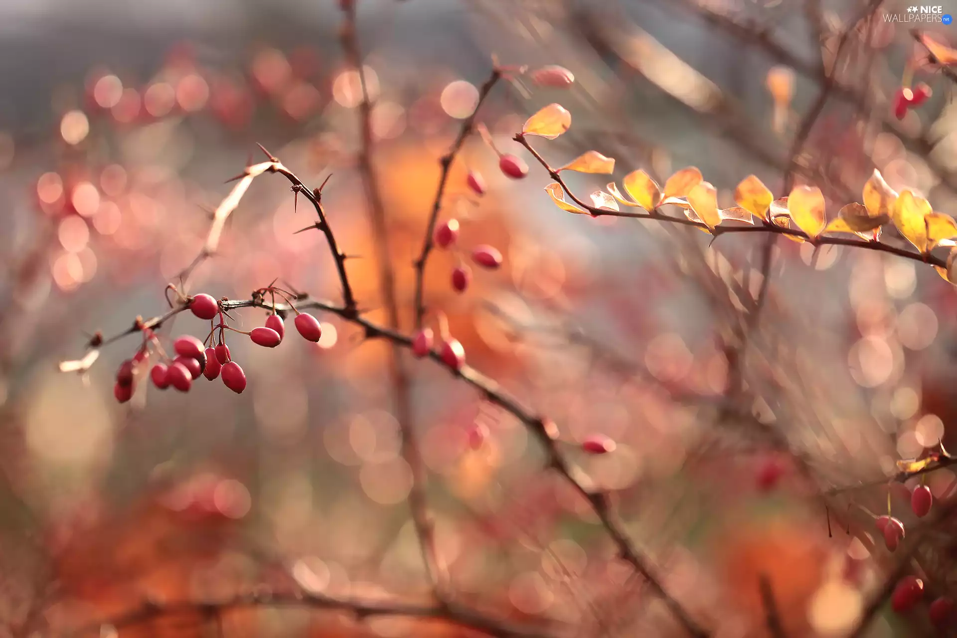 barberry, Red, Fruits