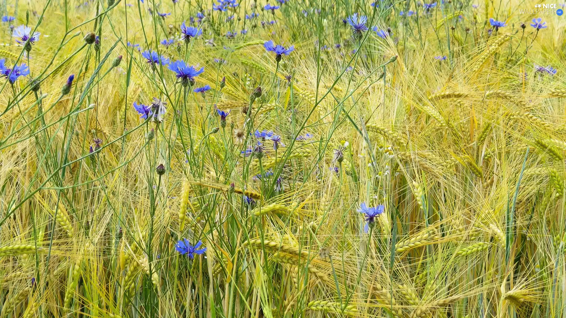corn, Flowers, Chaber, barley