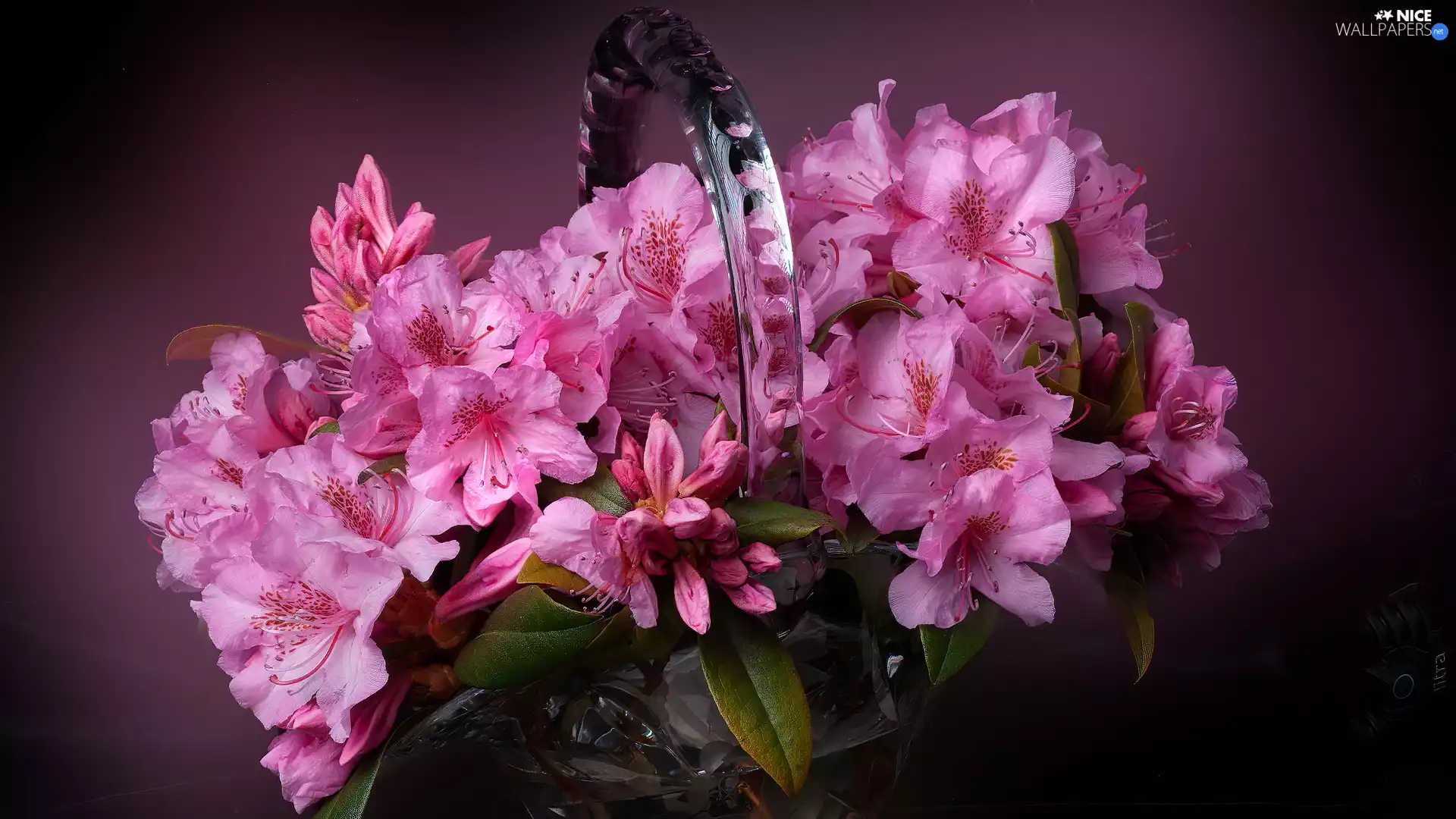 glass, basket, Azaleas, rhododendron, Pink