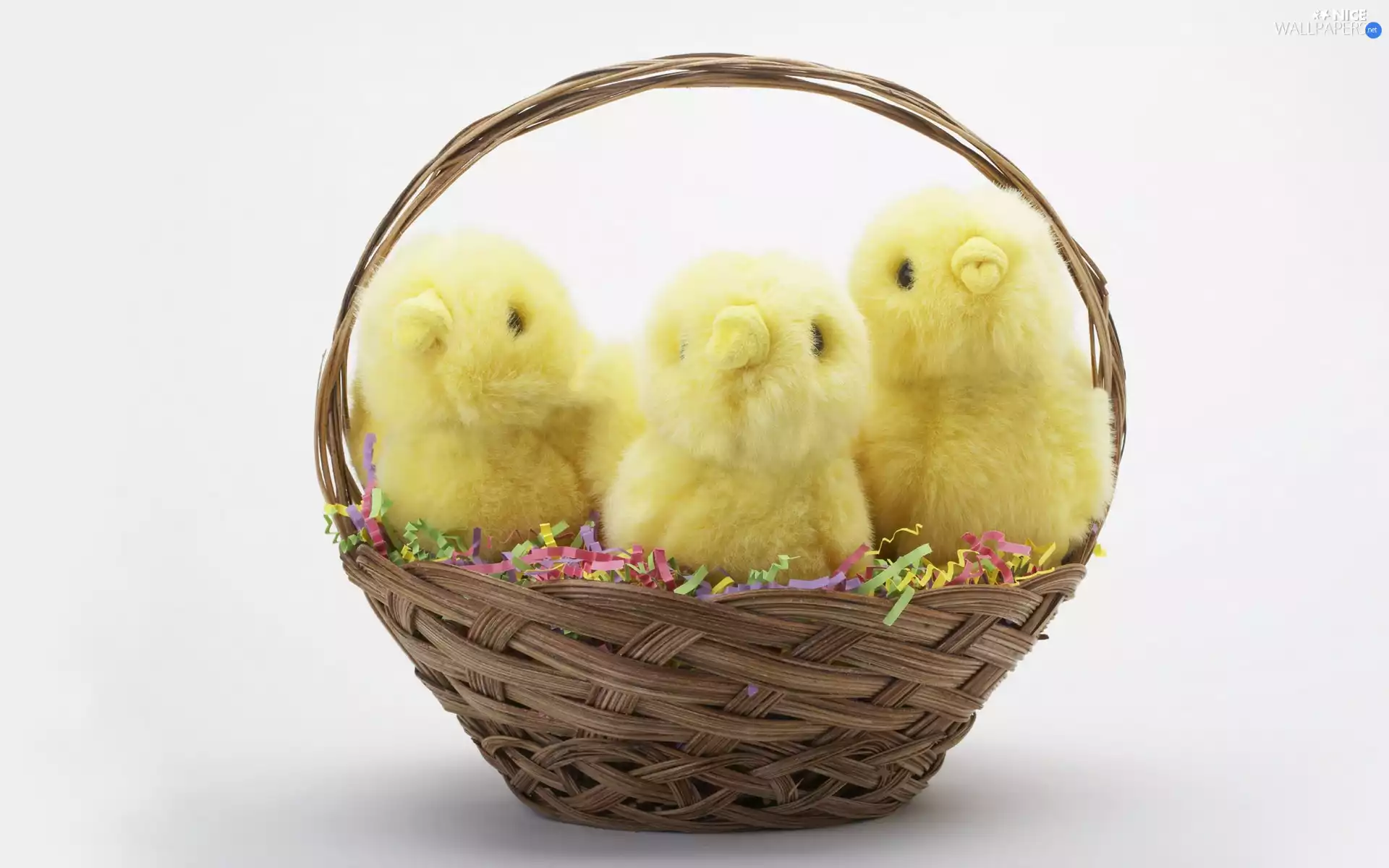 basket, Chicks