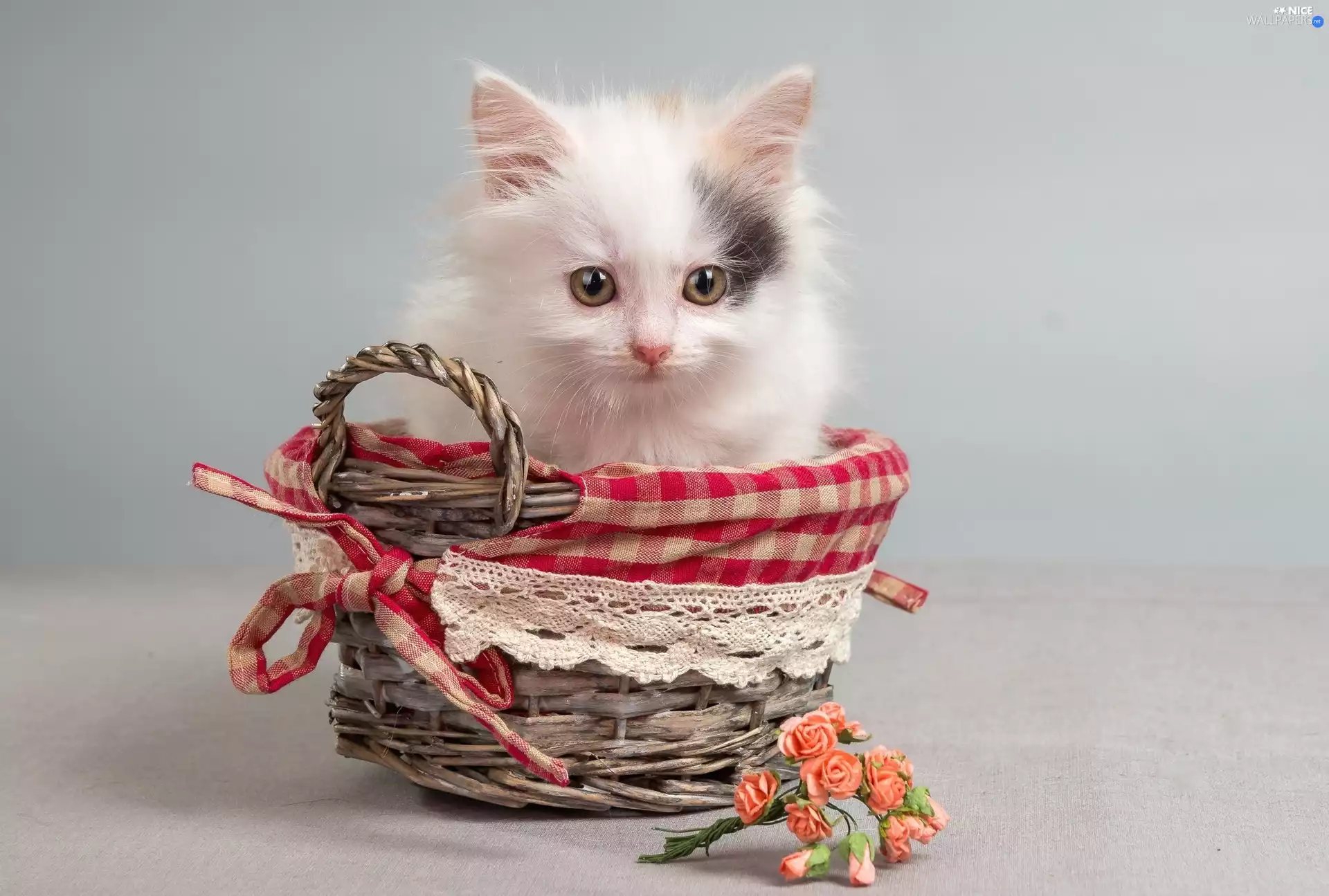 basket, Little, kitten