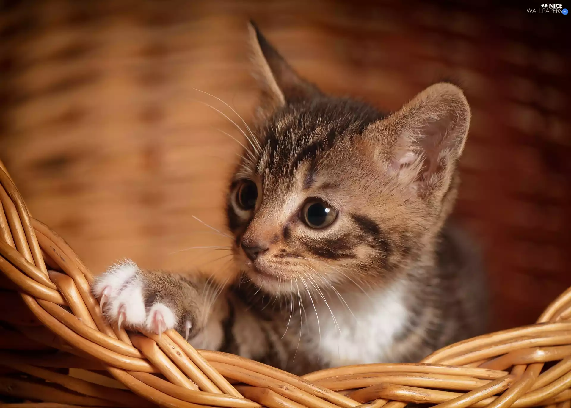 basket, small, kitten